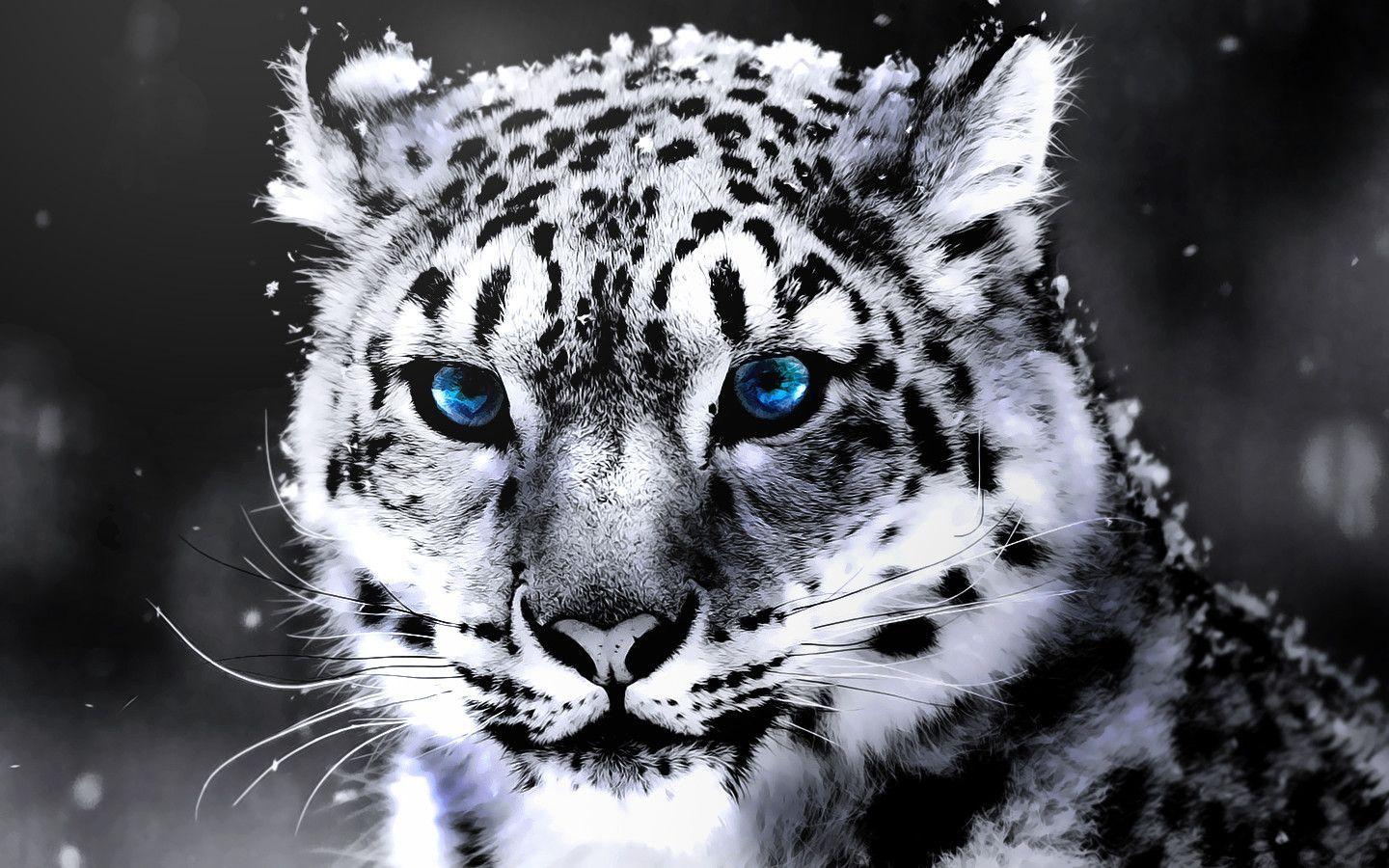 Cool White Tiger Wallpapers