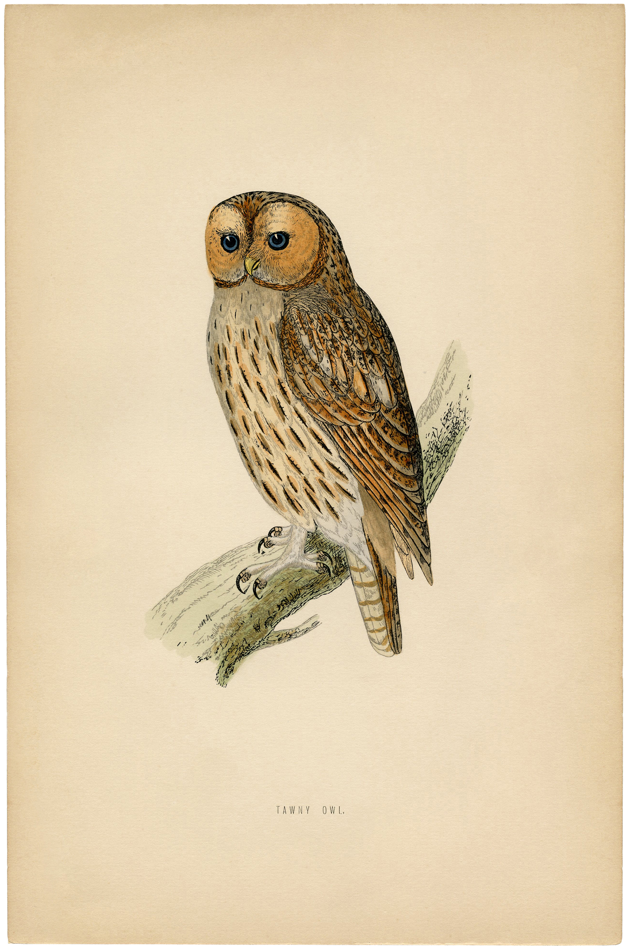 Retro Owl Wallpapers