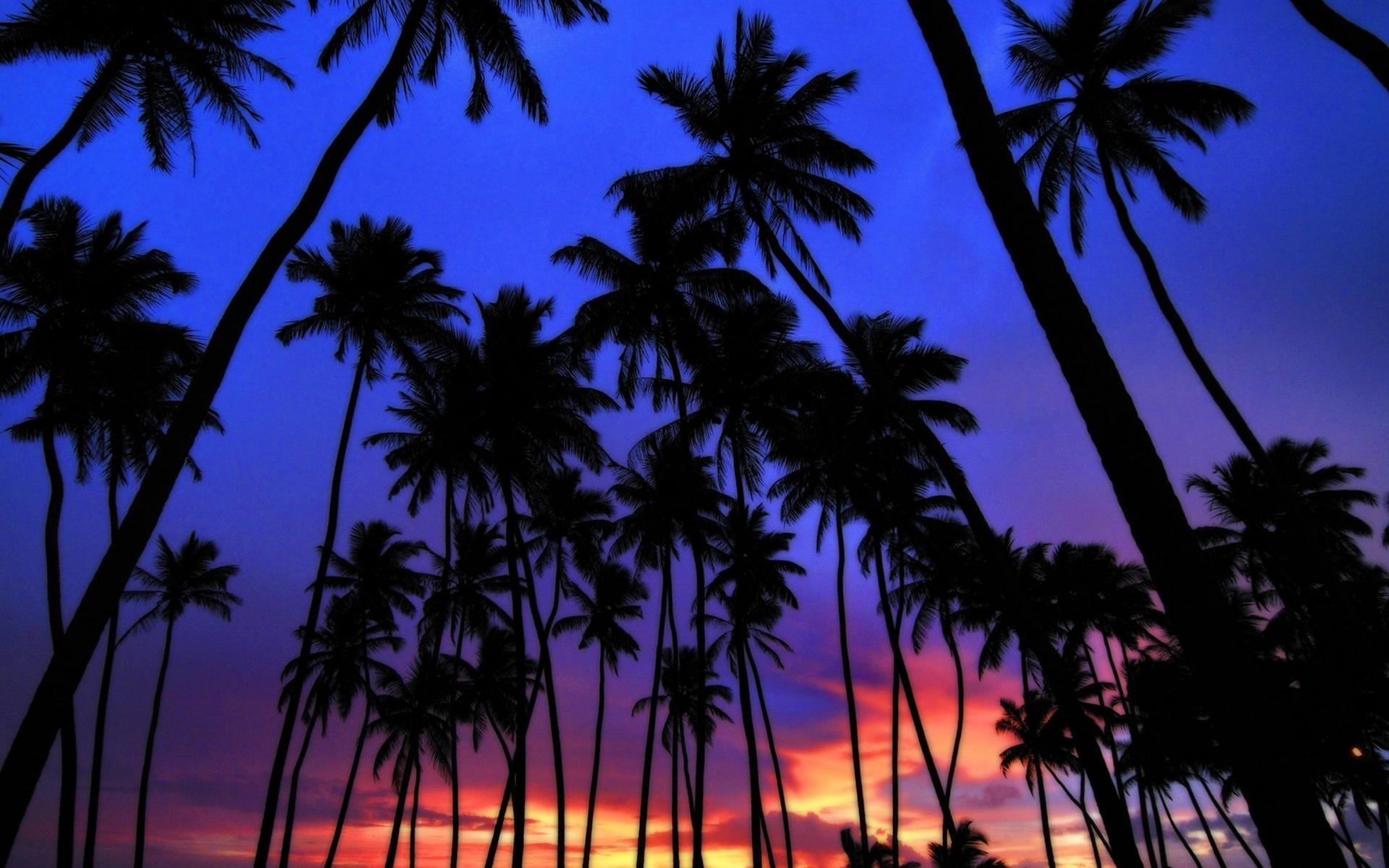 80S Palm Trees Wallpapers