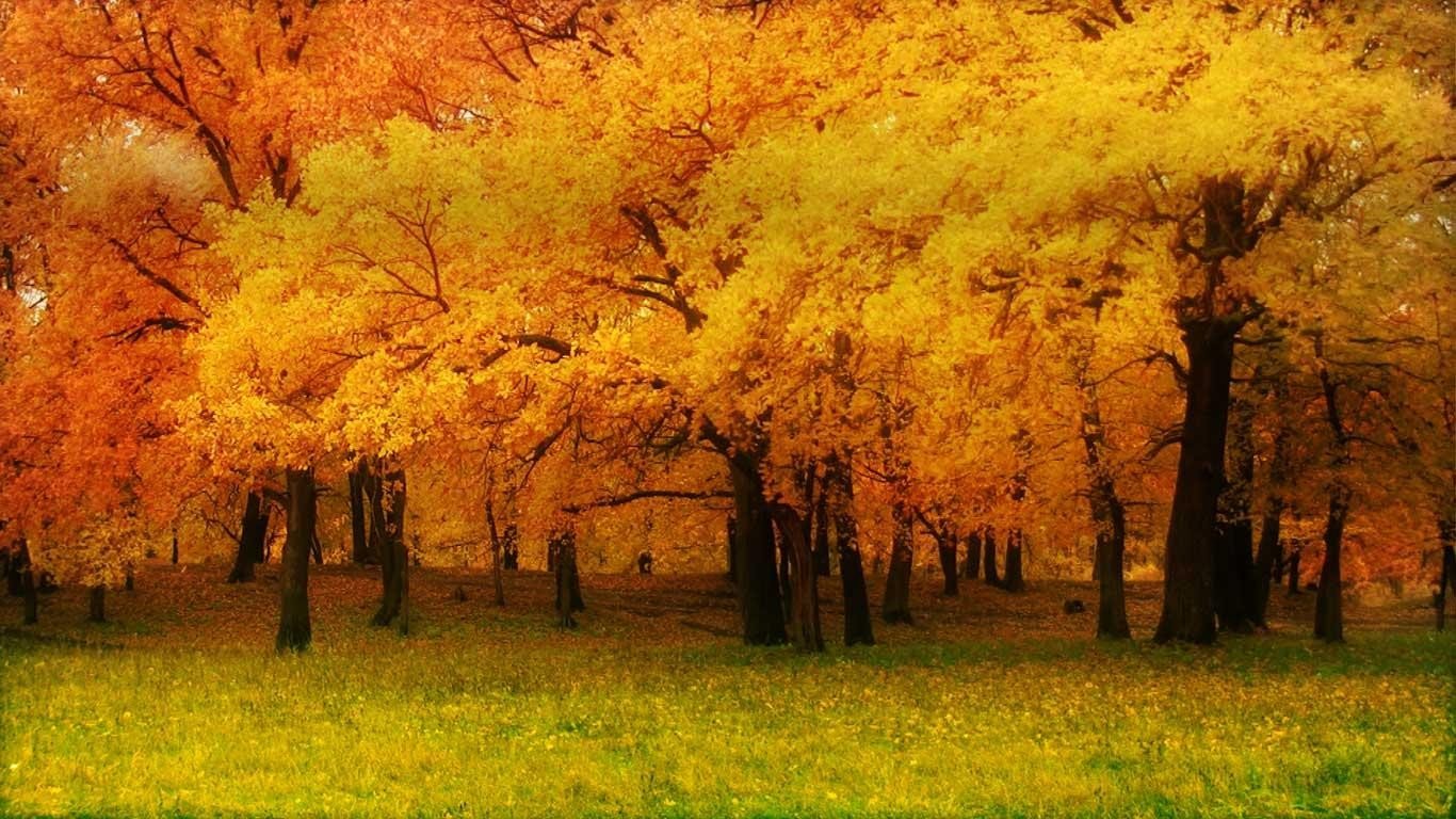 1366 X 768 Fall Wallpapers