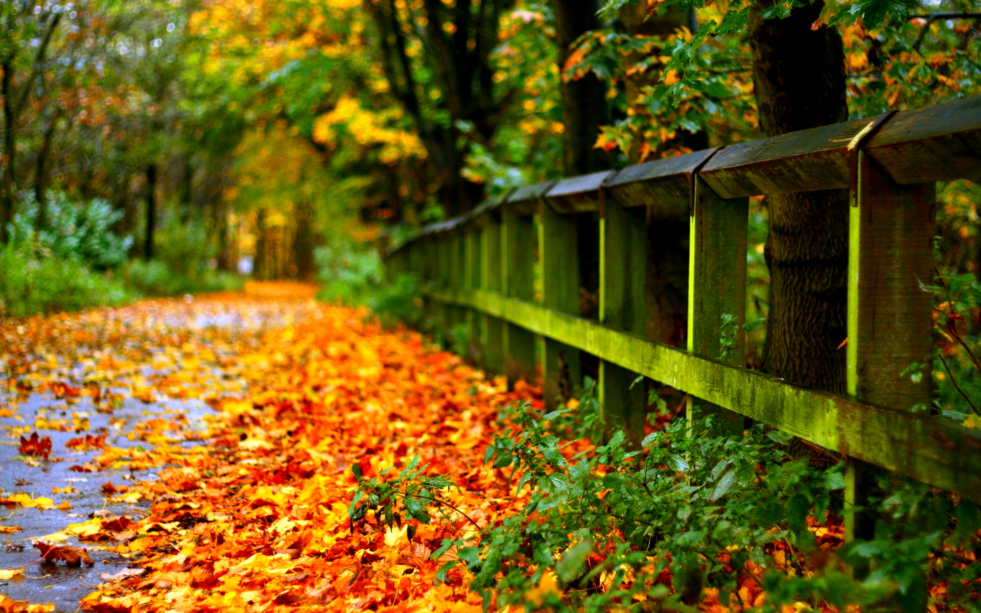 1366 X 768 Fall Wallpapers