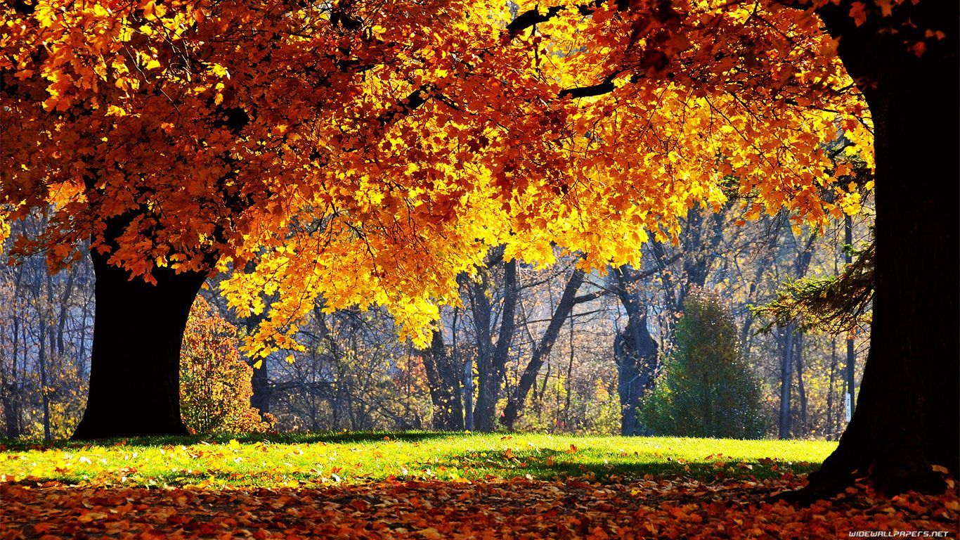 1366 X 768 Fall Wallpapers