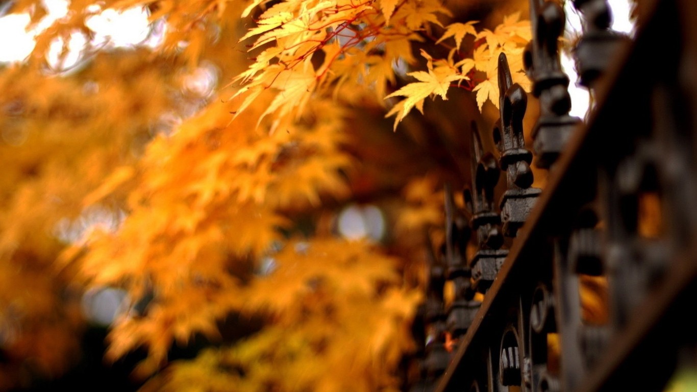 1366 X 768 Fall Wallpapers