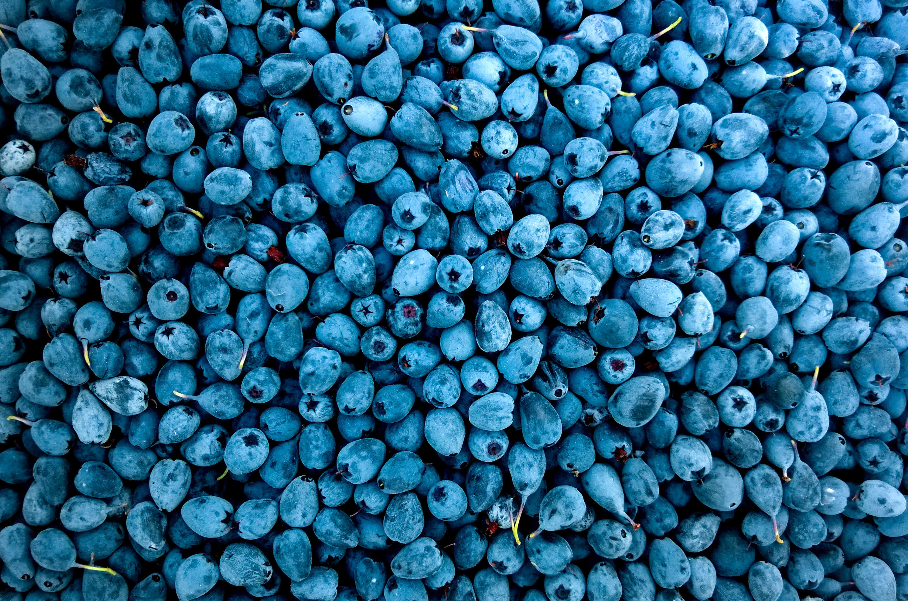 1920 X 1080 Blueberry Wallpapers