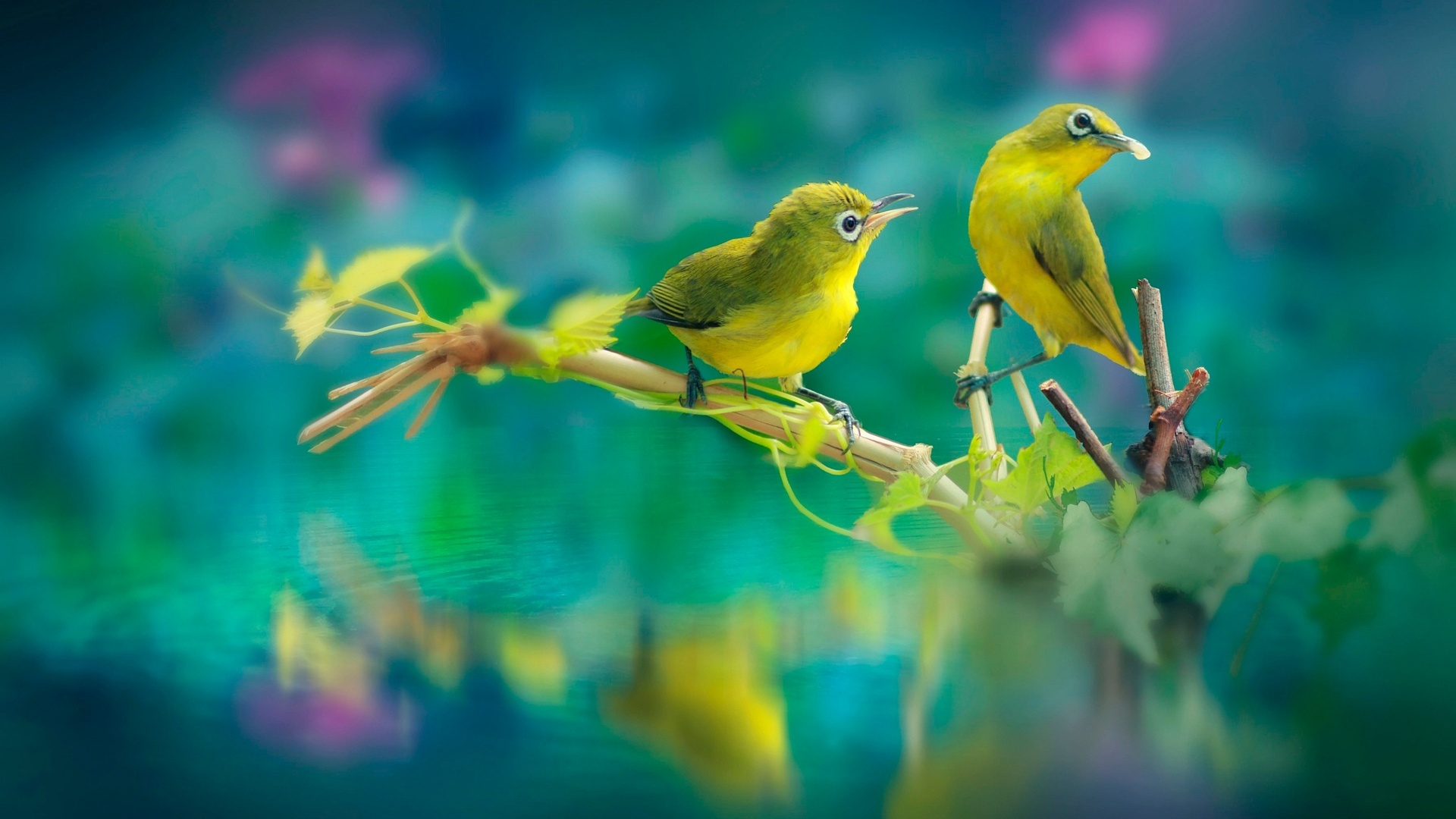 1920X1080 Hd Birds Wallpapers