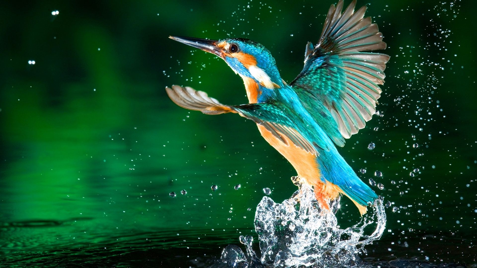 1920X1080 Hd Birds Wallpapers