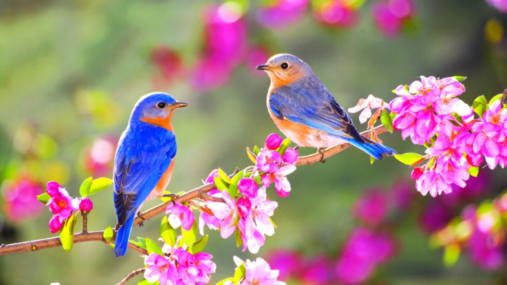 1920X1080 Hd Birds Wallpapers