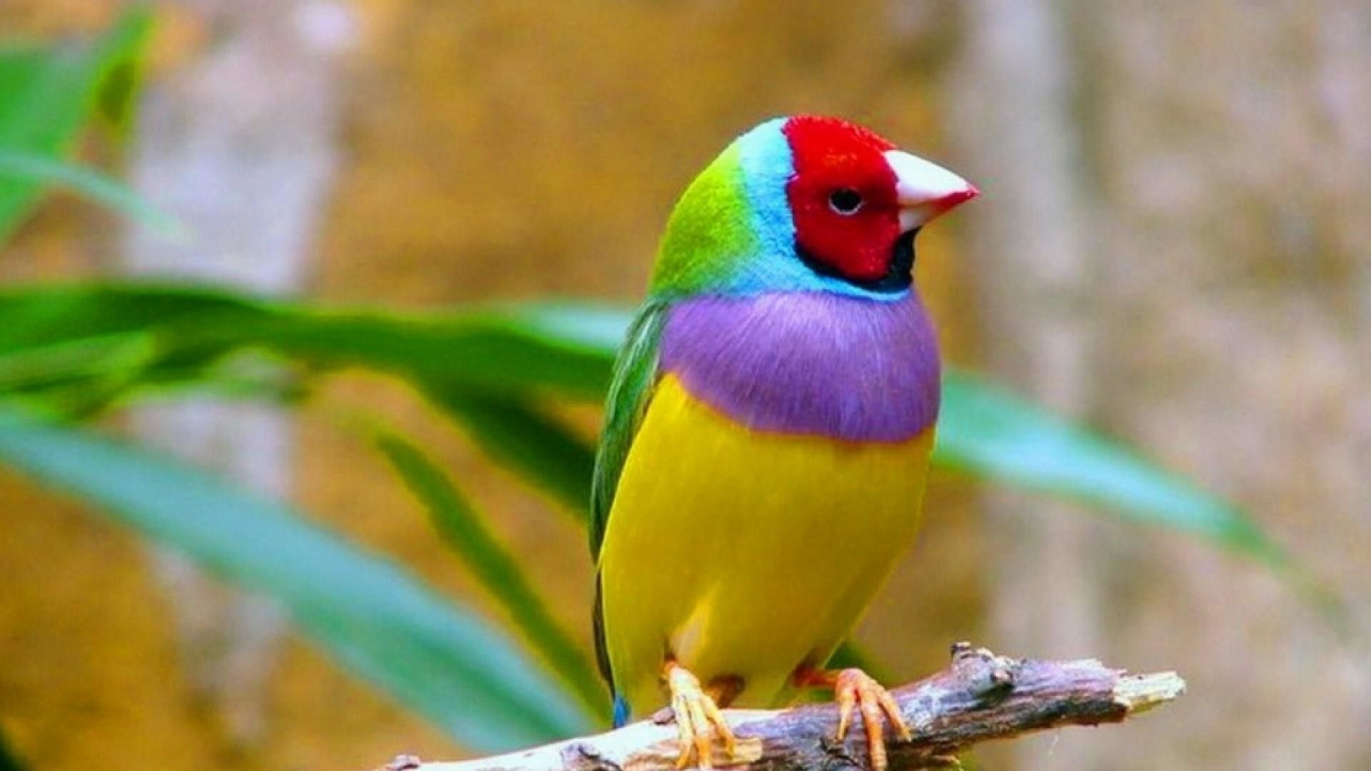 1920X1080 Hd Birds Wallpapers