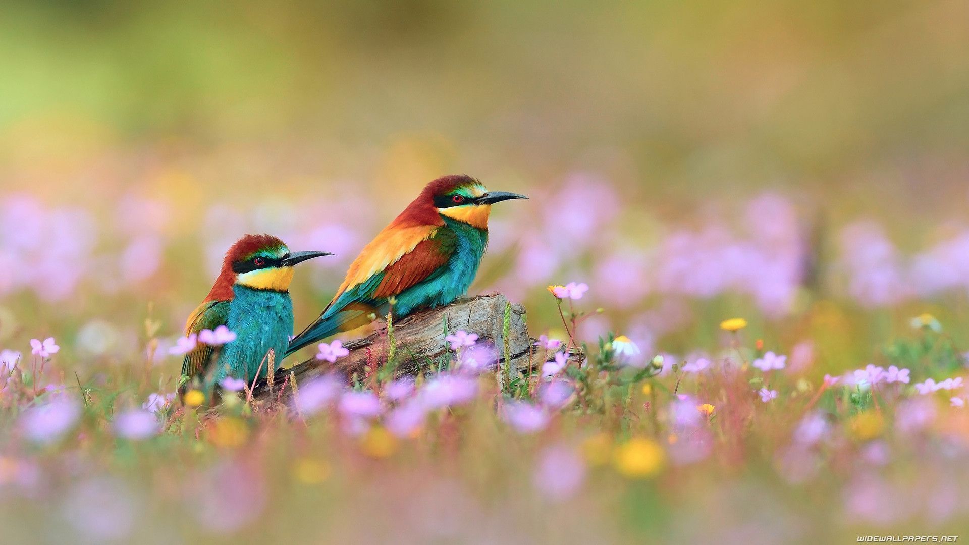 1920X1080 Hd Birds Wallpapers