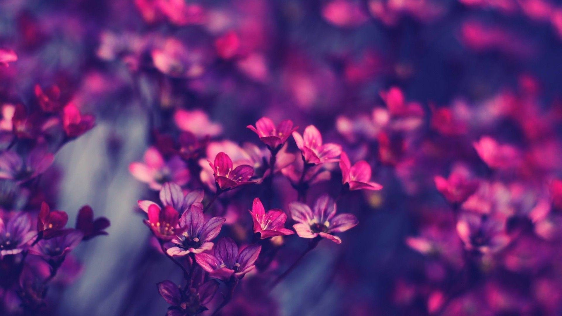 1920X1080 Hd Flower Wallpapers