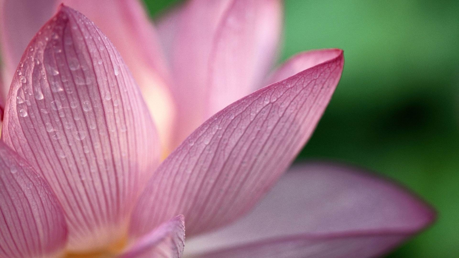 1920X1080 Hd Flower Wallpapers