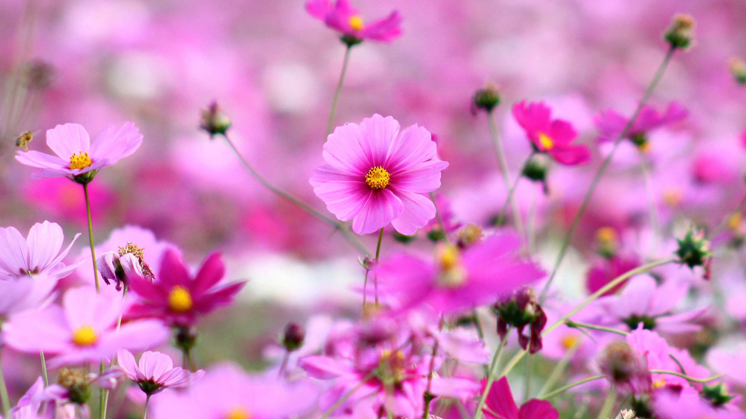 1920X1080 Hd Flower Wallpapers