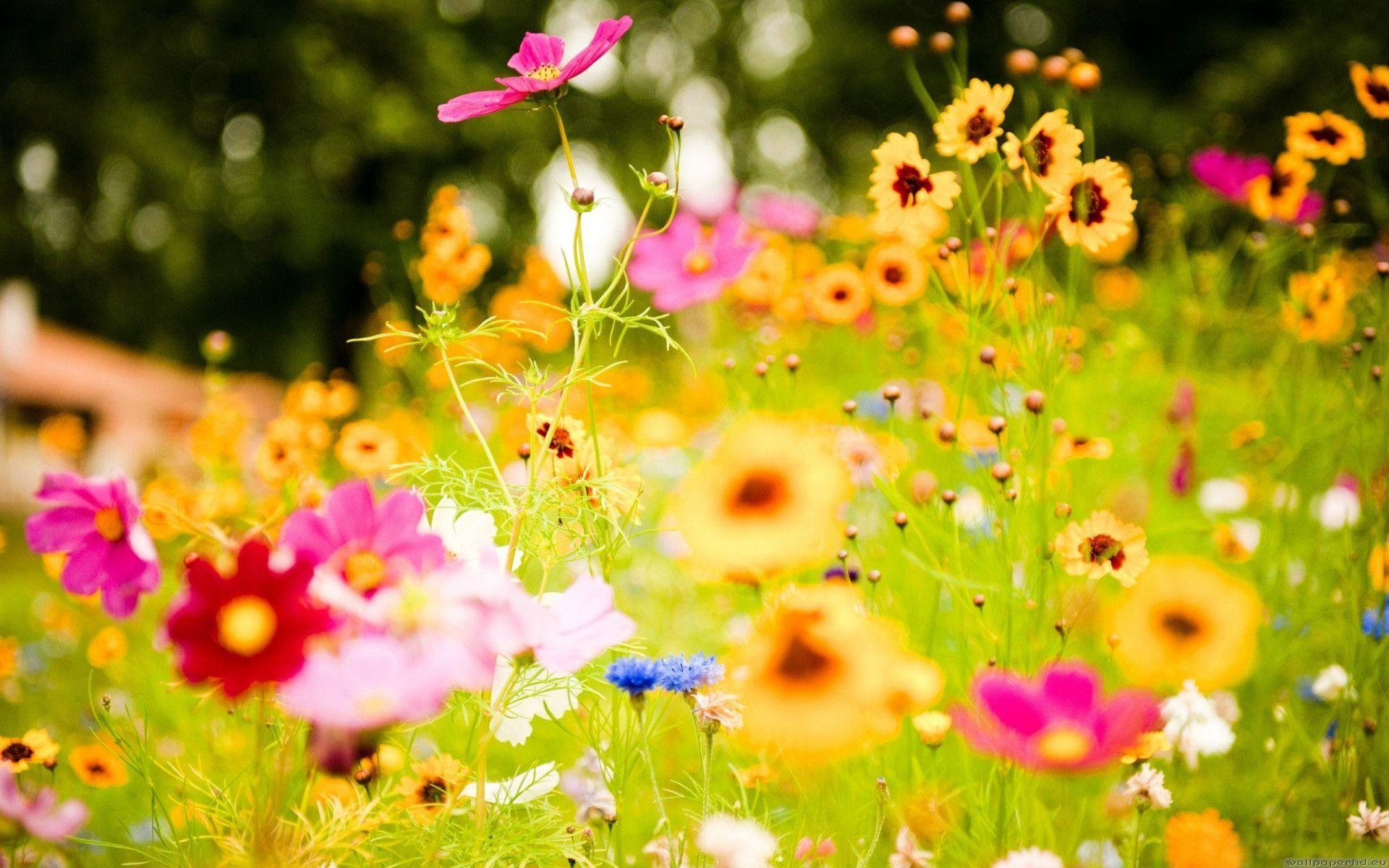 1920X1080 Hd Flower Wallpapers