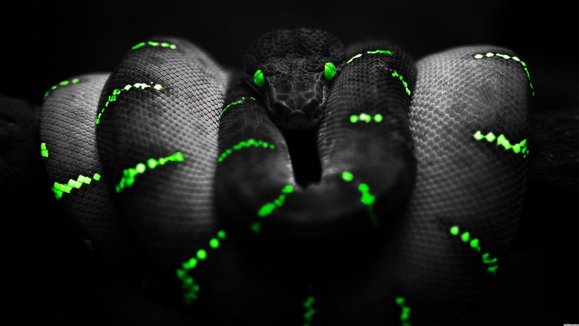 1920X1080 Hd Snake Wallpapers