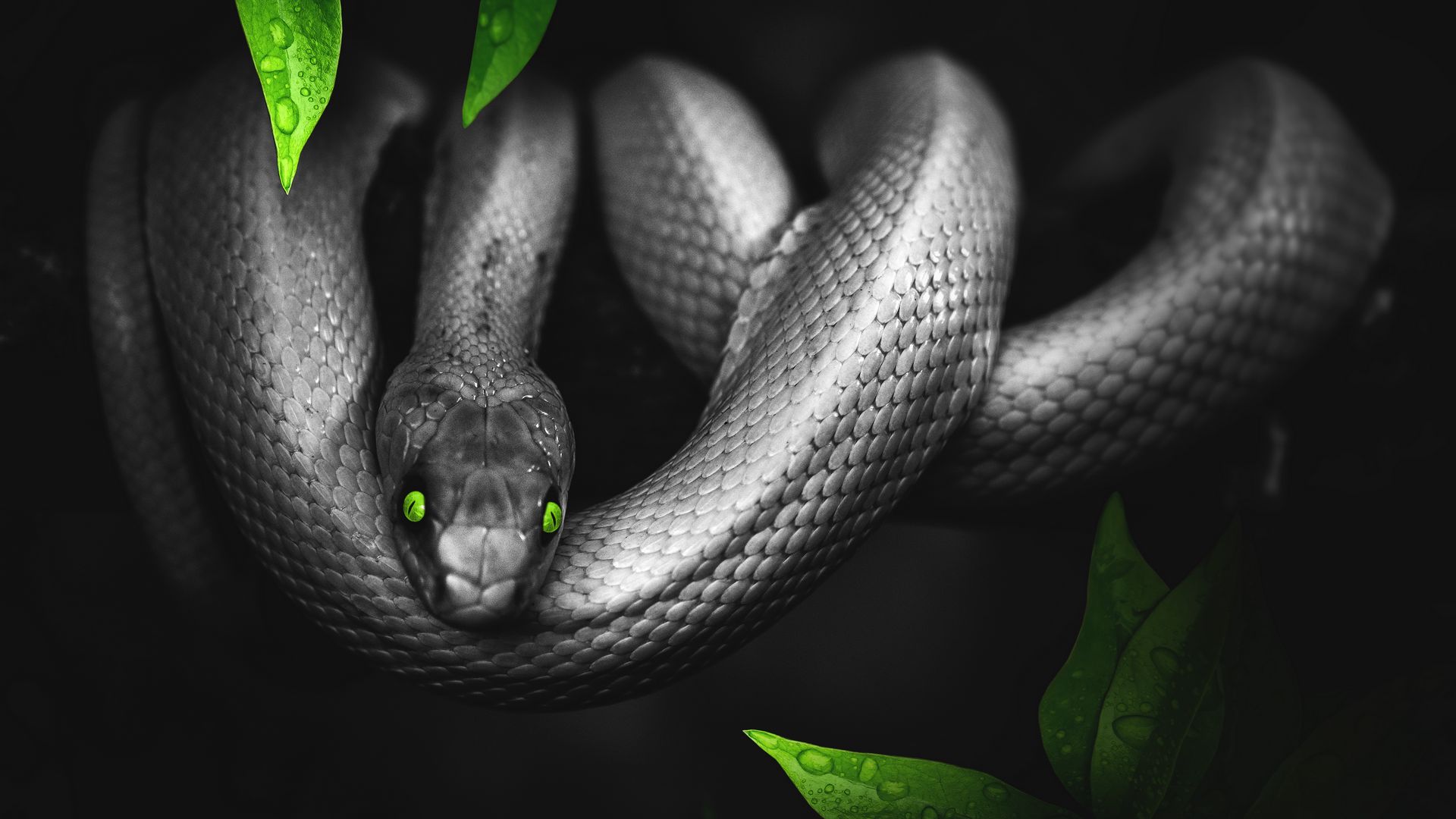 1920X1080 Hd Snake Wallpapers