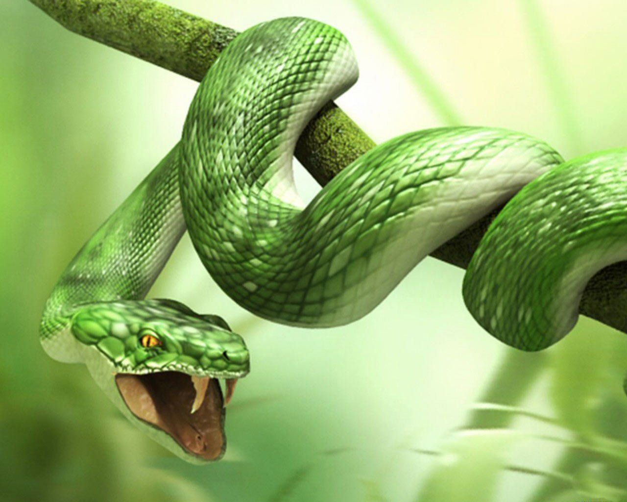 1920X1080 Hd Snake Wallpapers