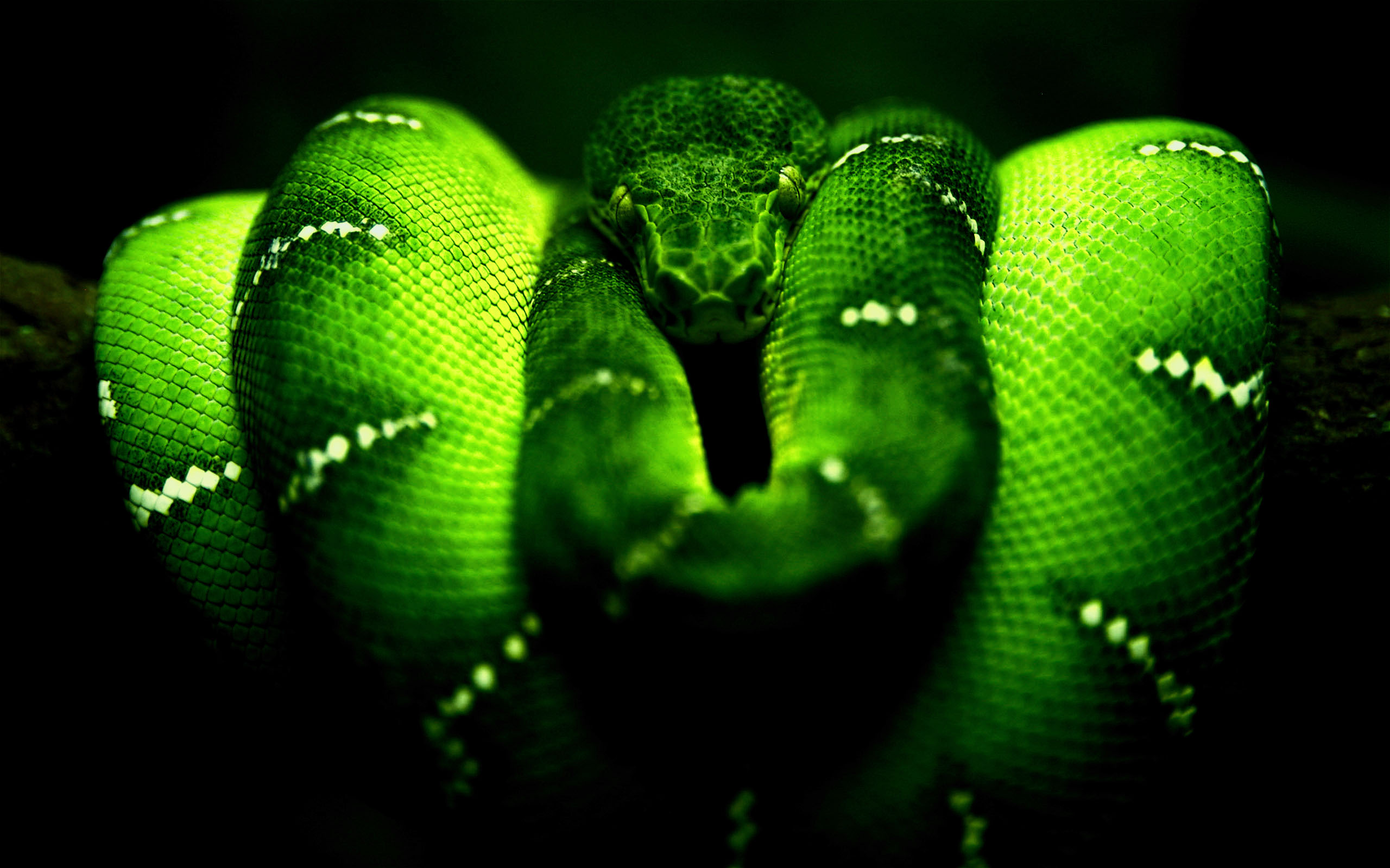 1920X1080 Hd Snake Wallpapers