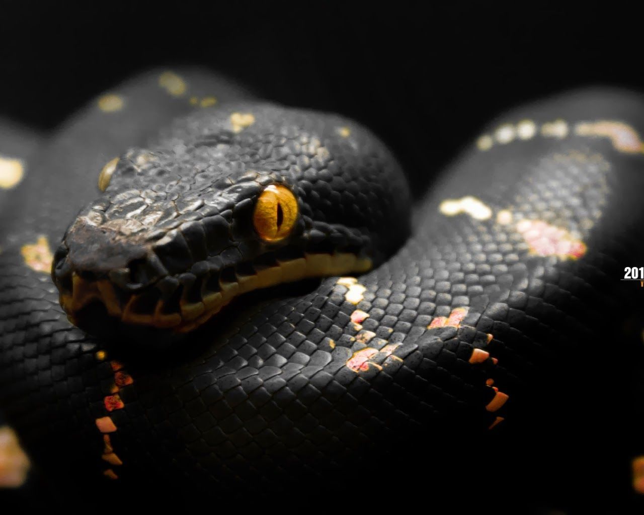 1920X1080 Hd Snake Wallpapers