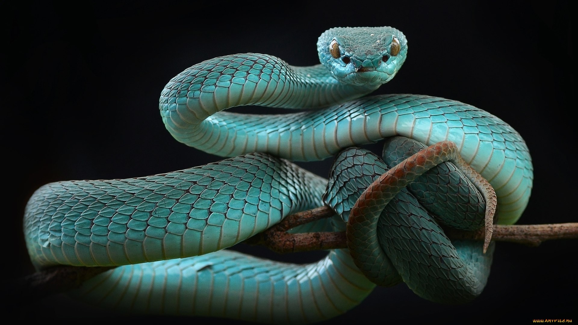 1920X1080 Hd Snake Wallpapers