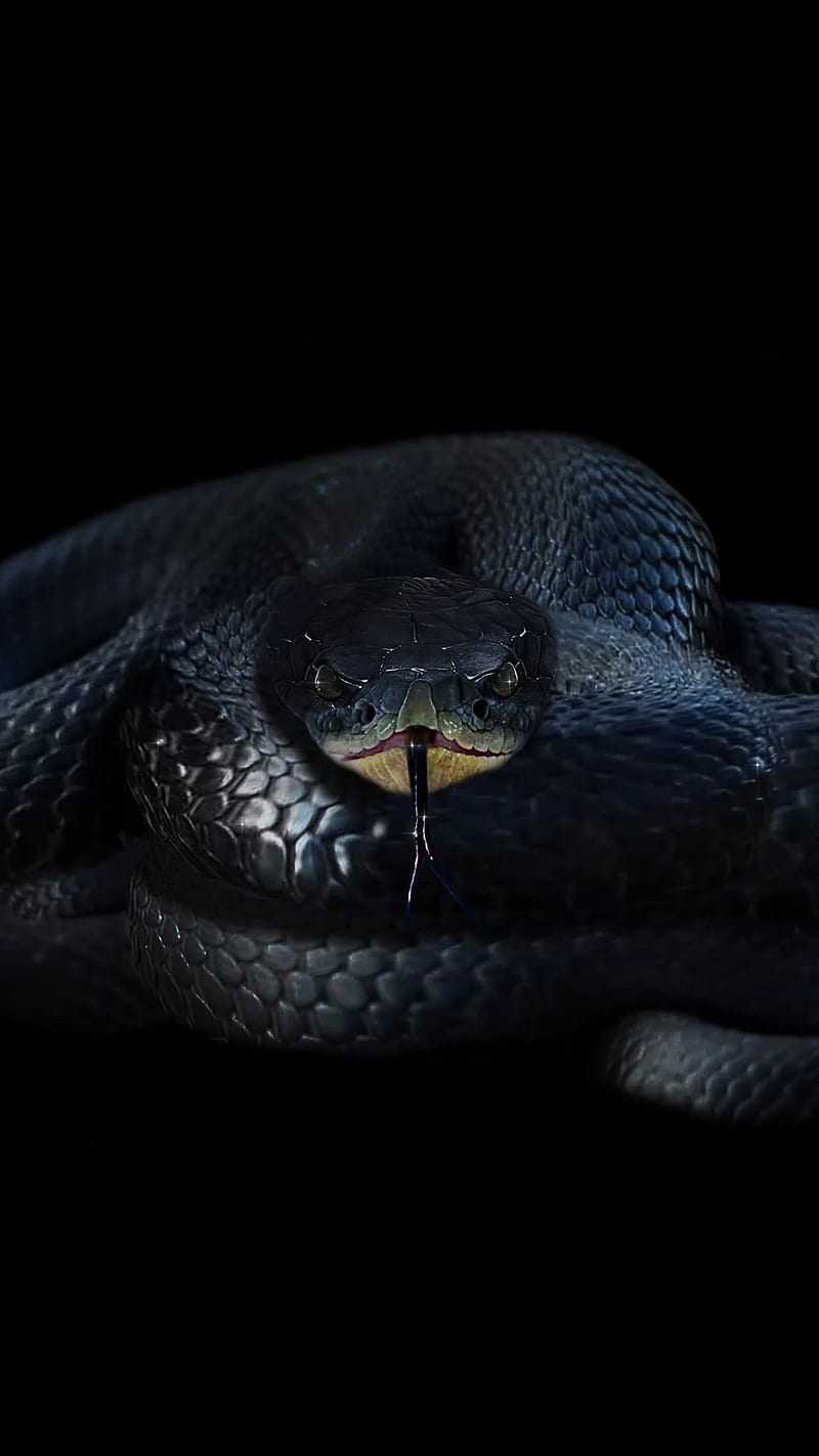 1920X1080 Hd Snake Wallpapers