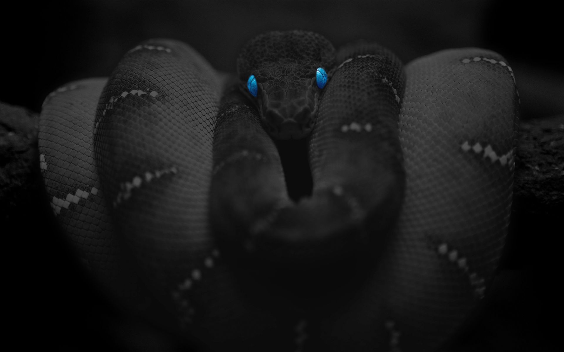 1920X1080 Hd Snake Wallpapers