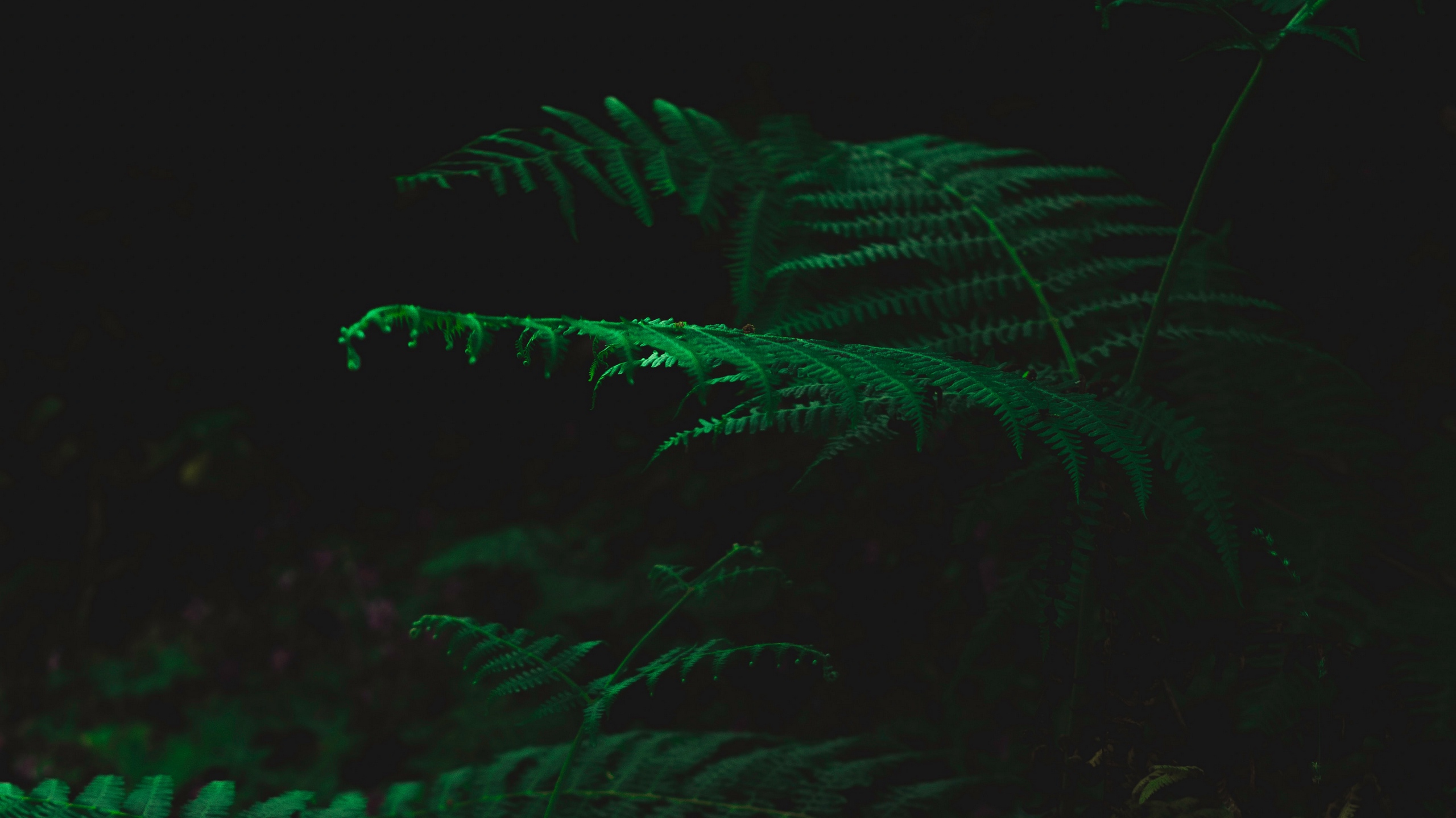 2560X1440 Green Wallpapers