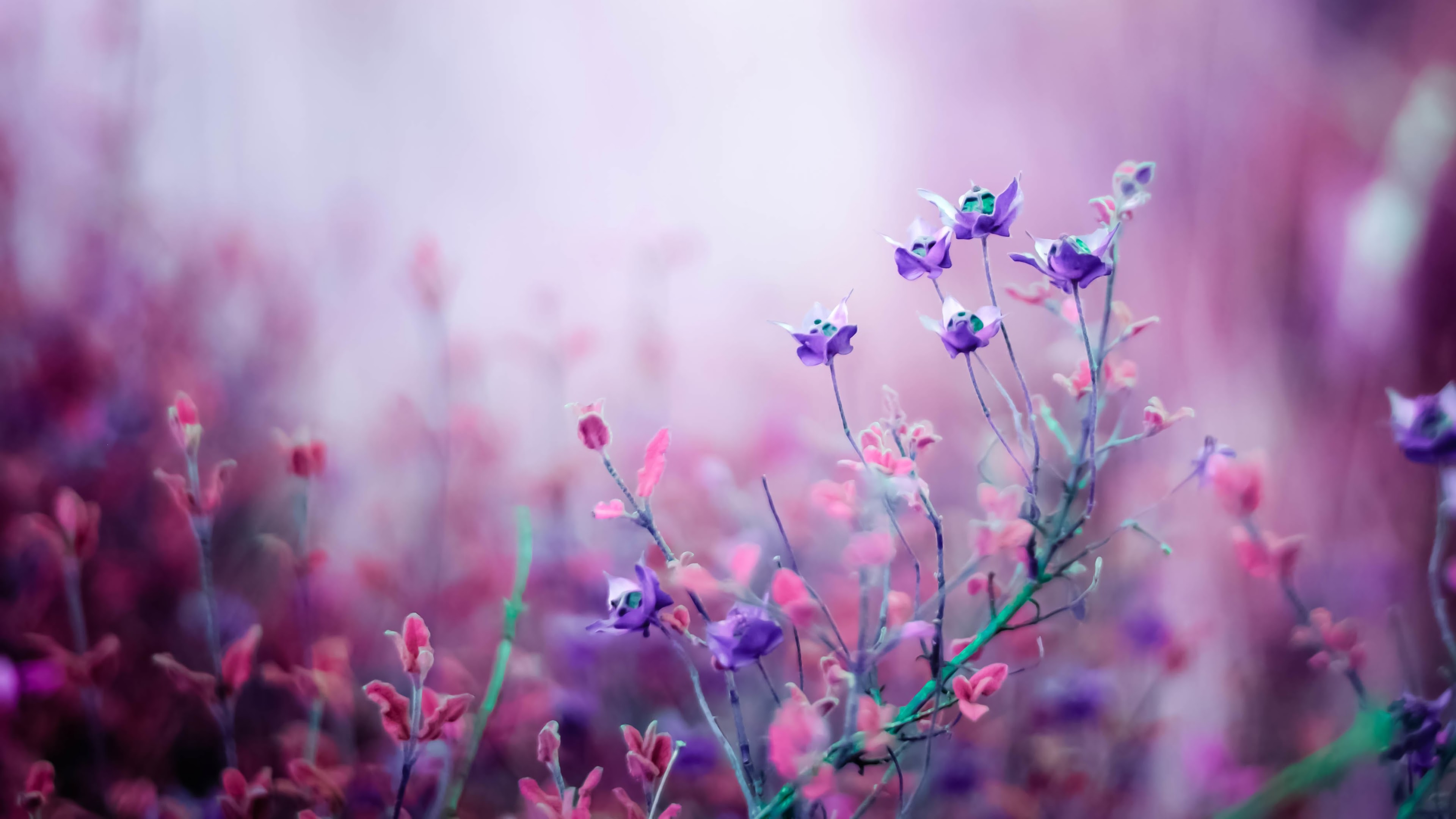 3840 X 2160 Flowers Wallpapers