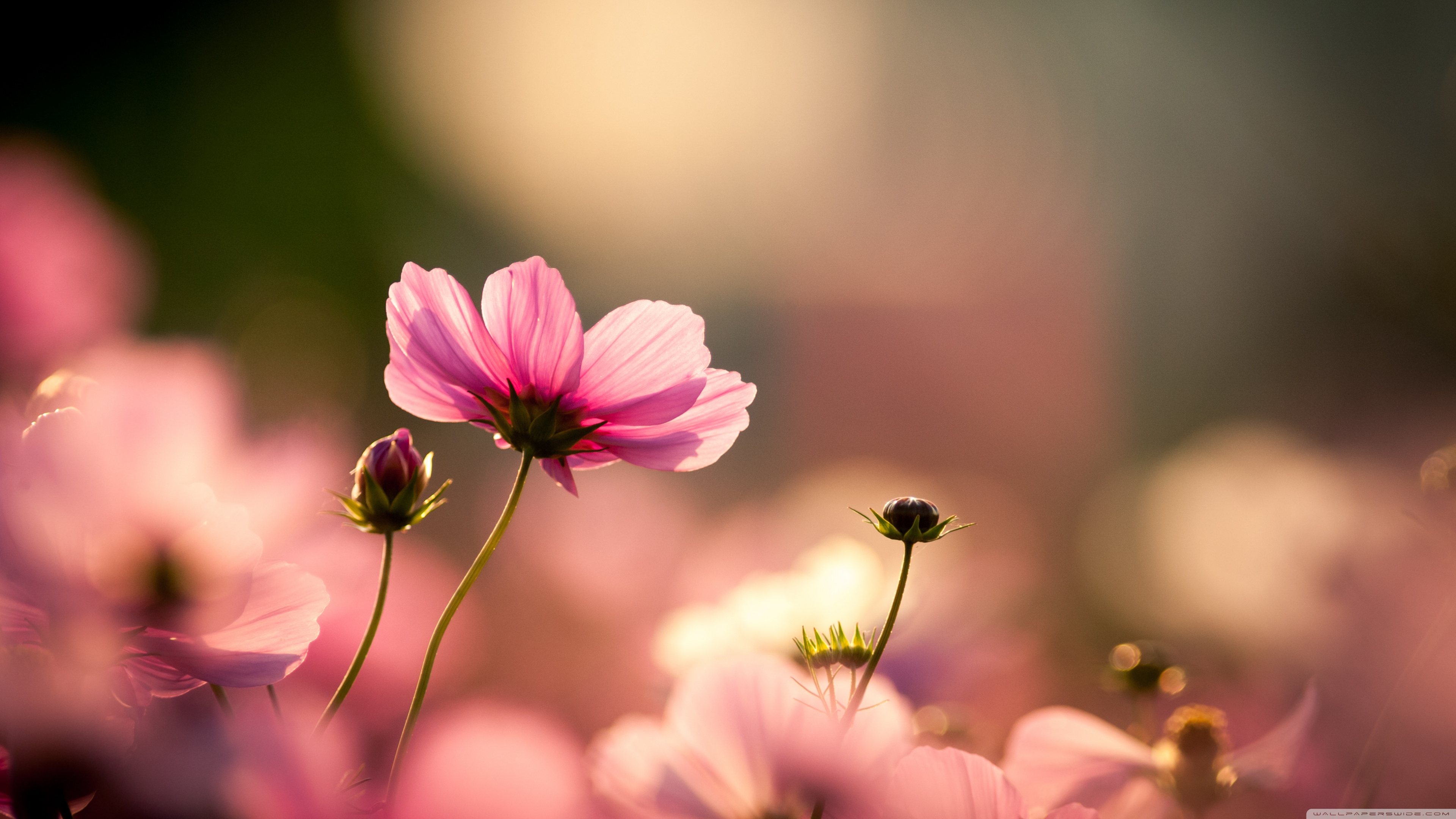 3840 X 2160 Flowers Wallpapers