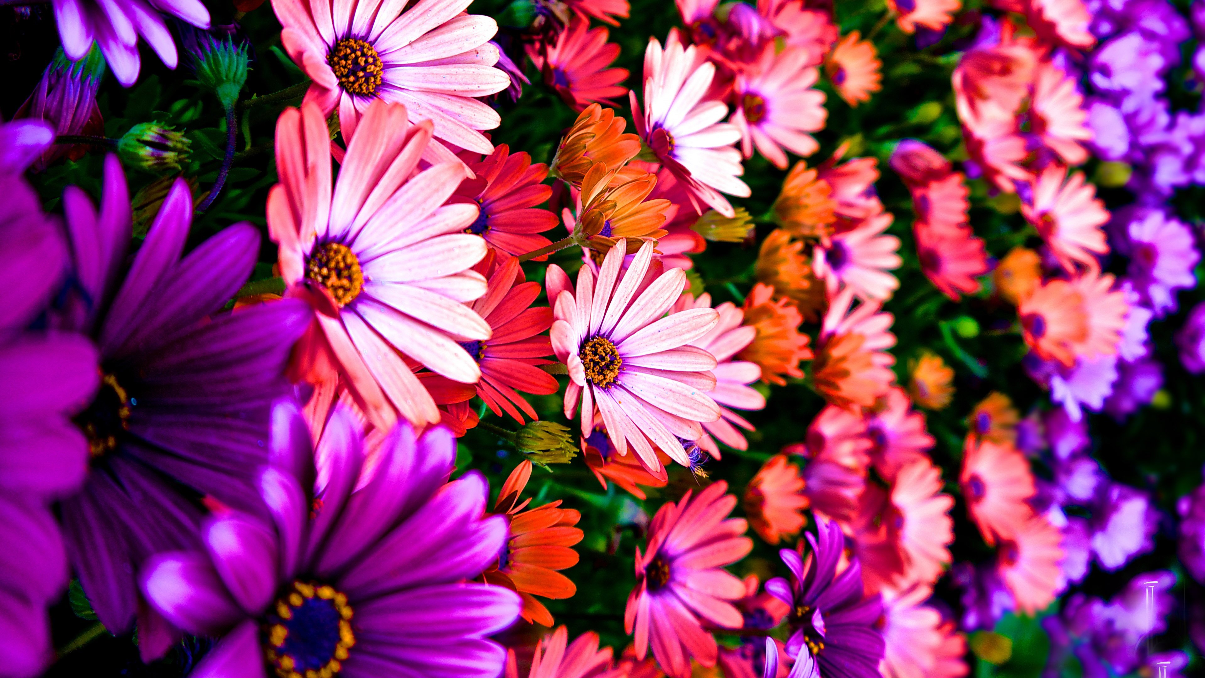 3840 X 2160 Flowers Wallpapers