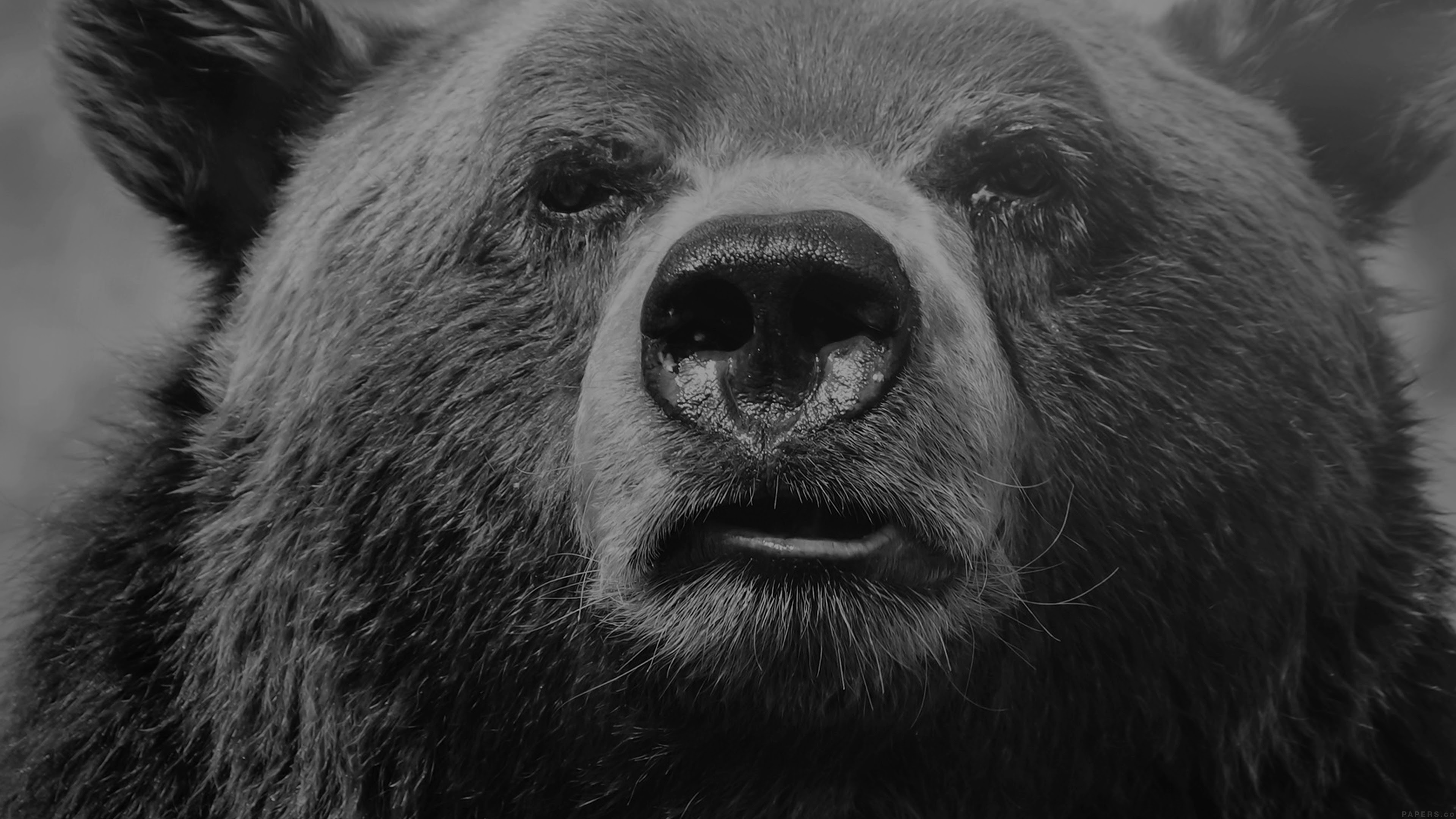 4K Bear Wallpapers