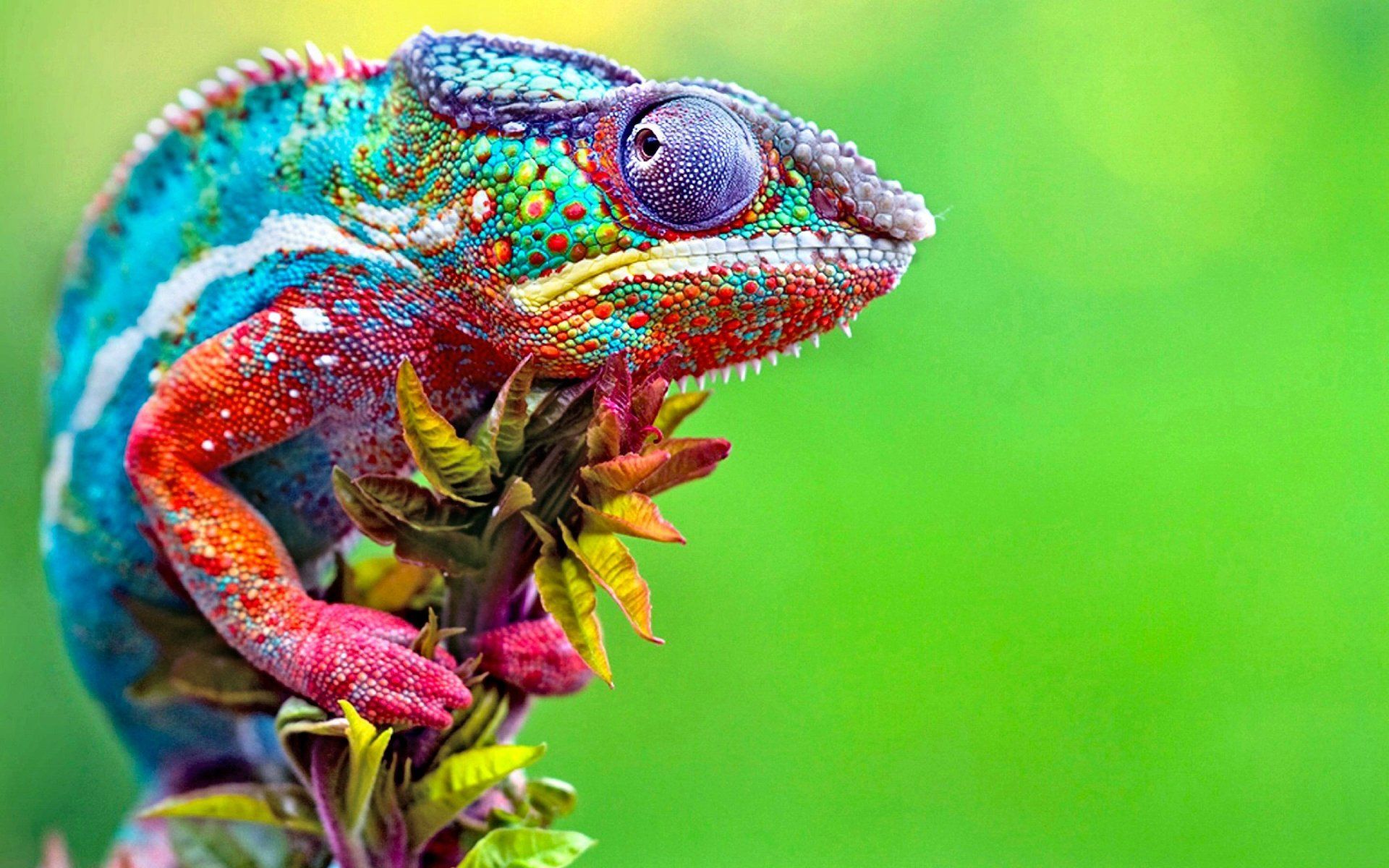 4K Chameleon Wallpapers