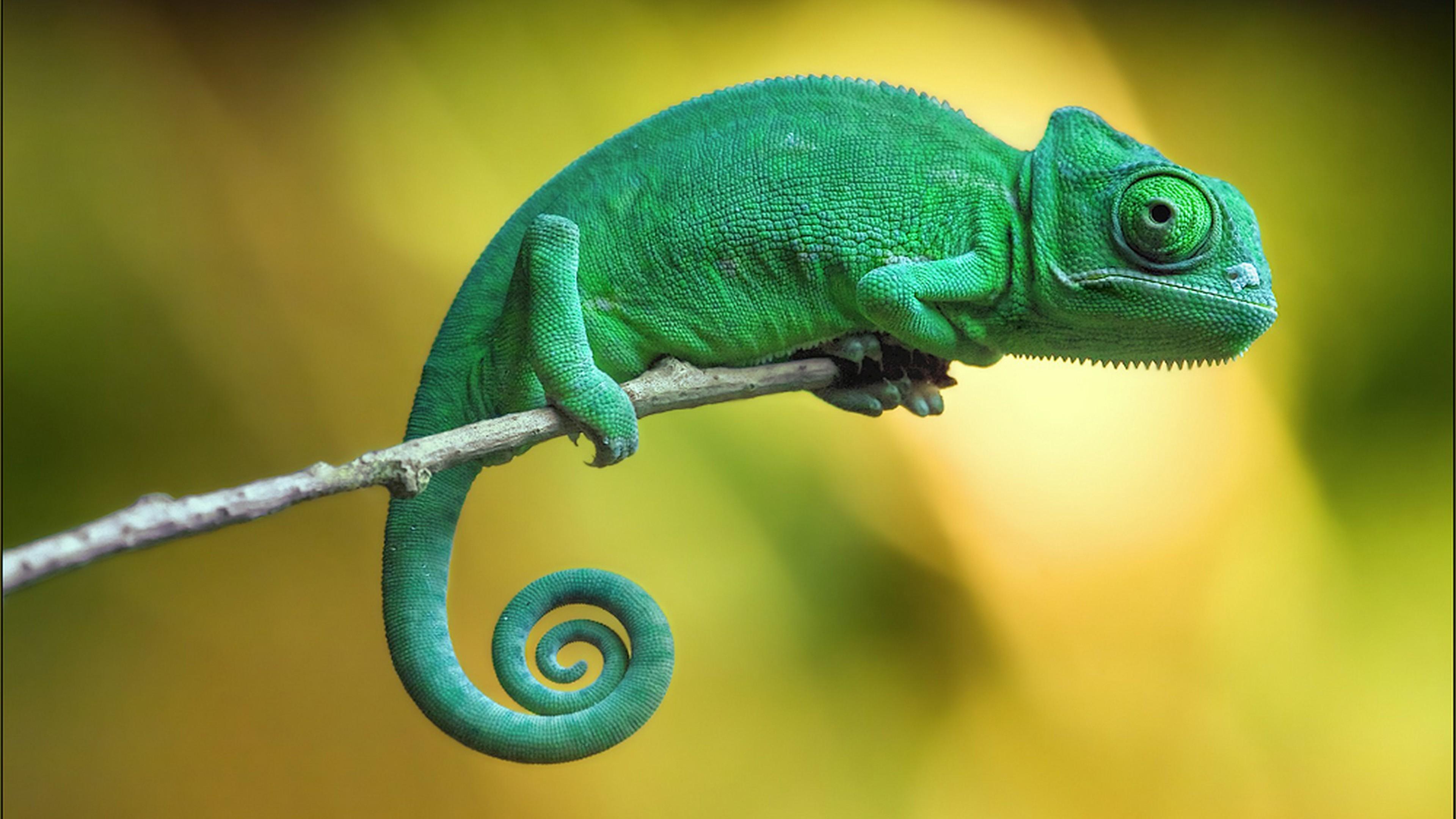 4K Chameleon Wallpapers