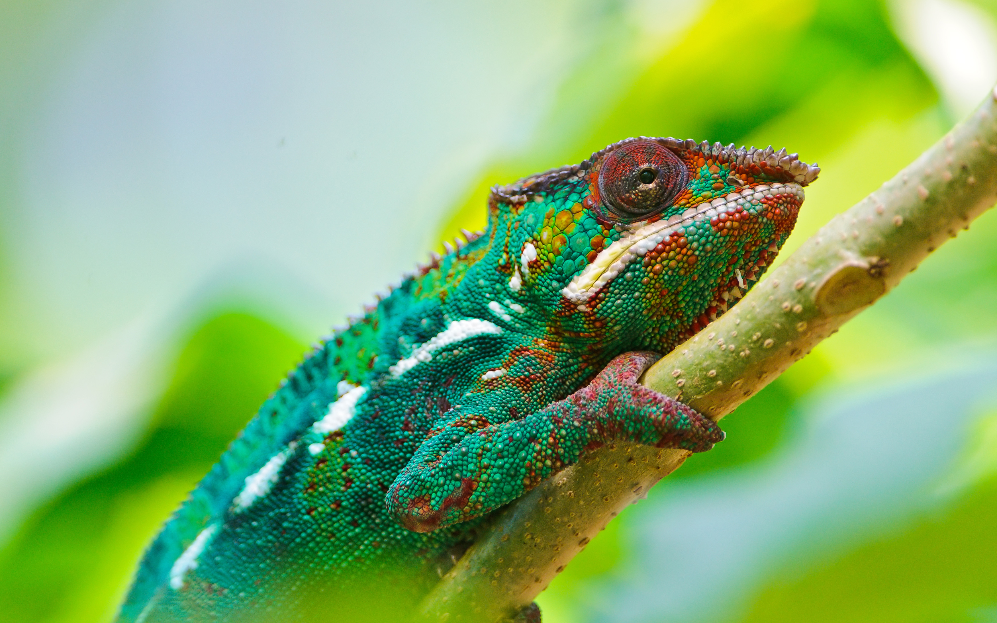 4K Chameleon Wallpapers