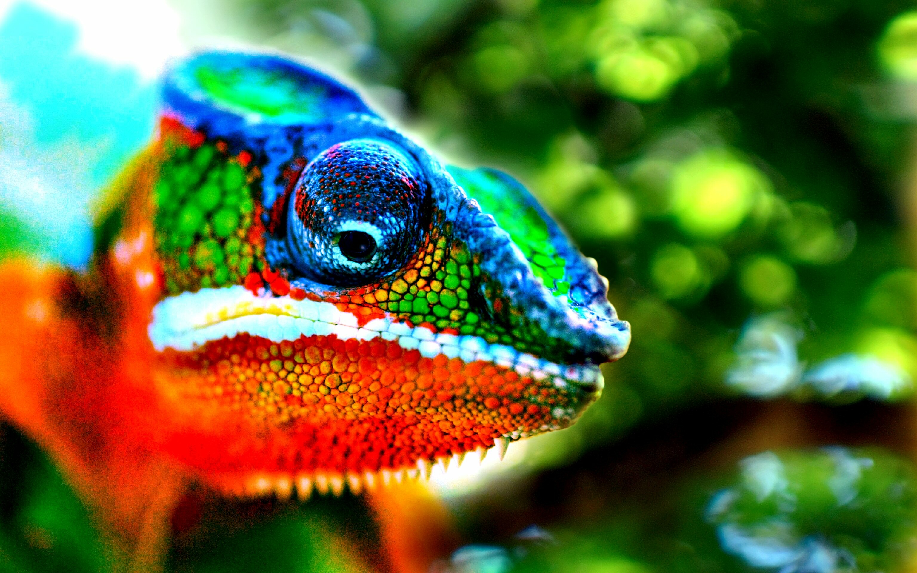 4K Chameleon Wallpapers