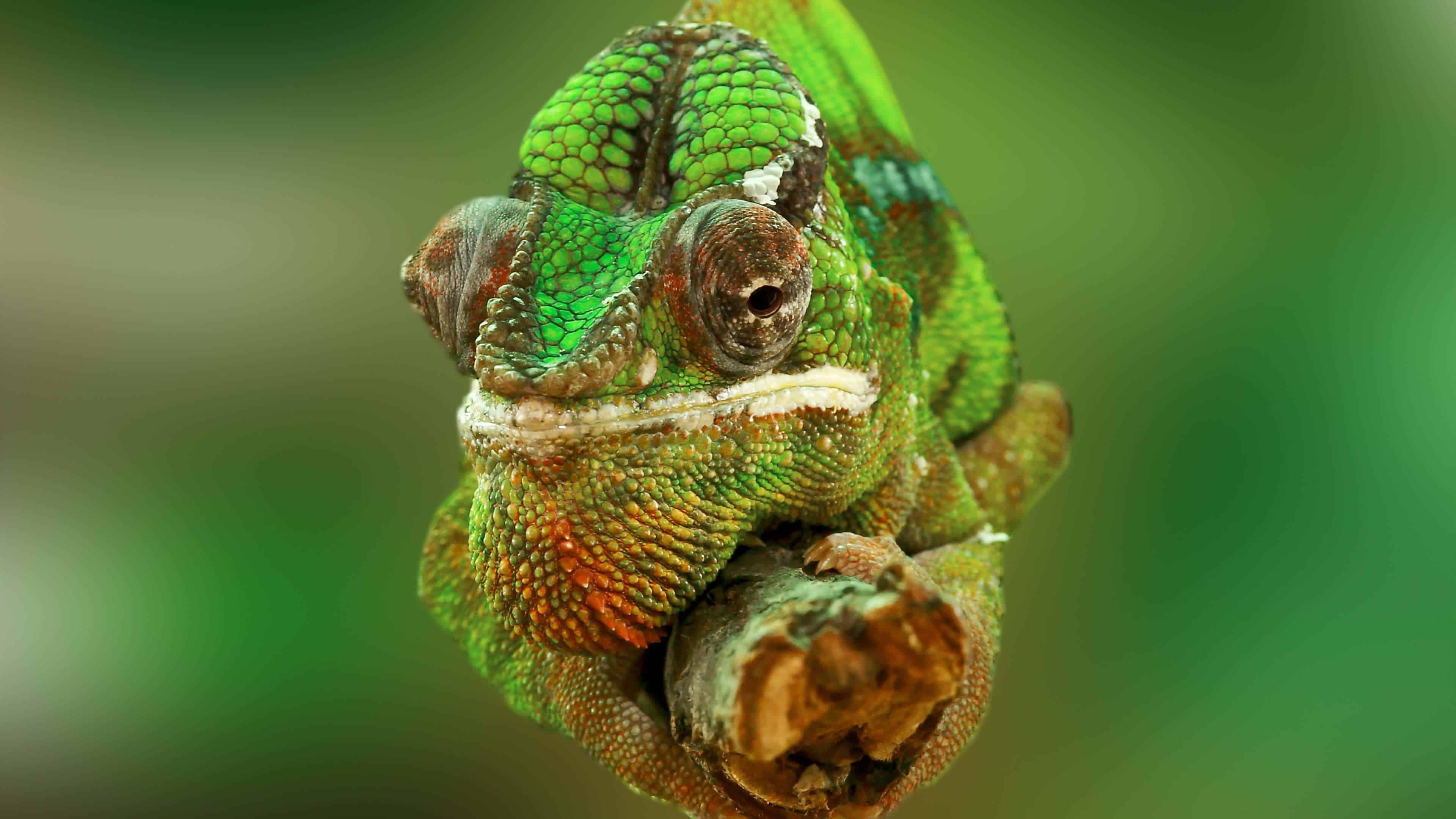 4K Chameleon Wallpapers