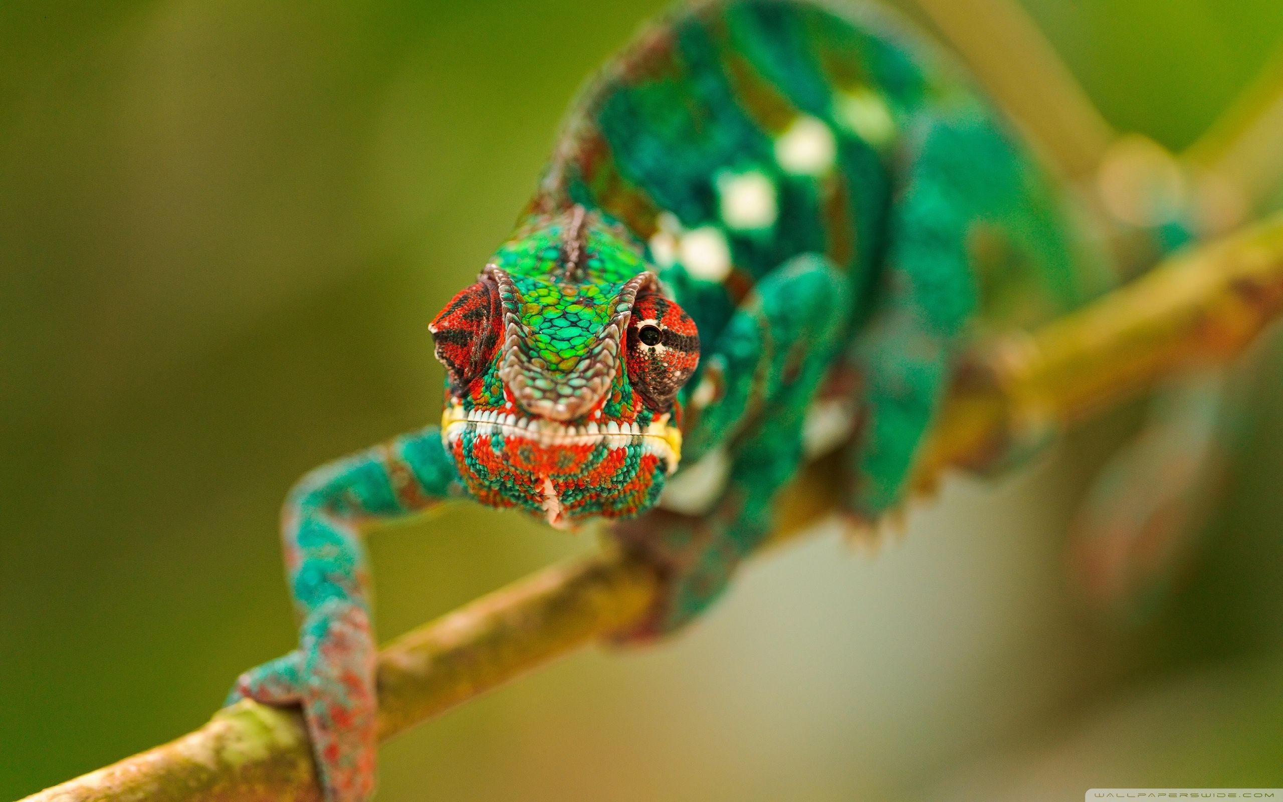 4K Chameleon Wallpapers