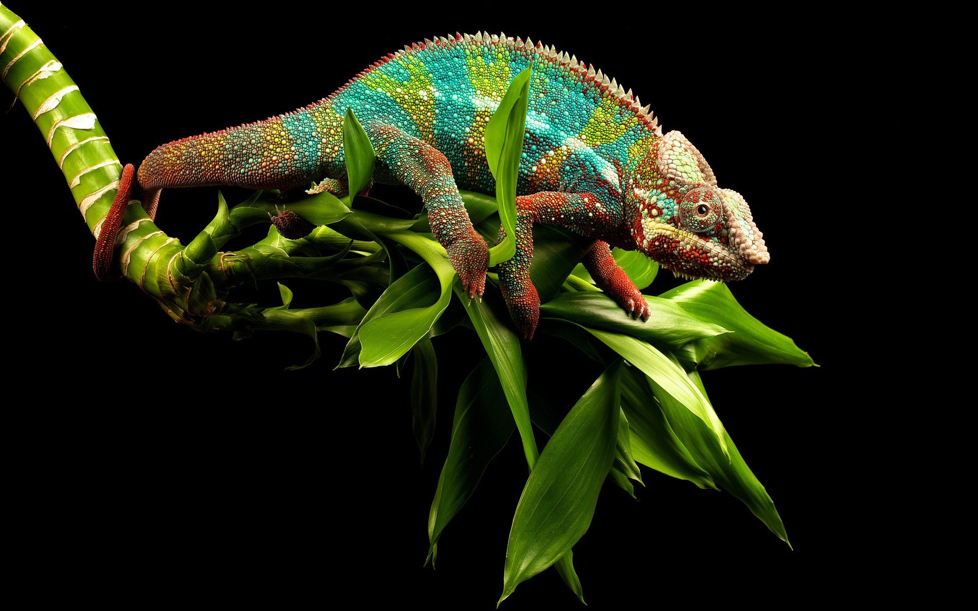 4K Chameleon Wallpapers