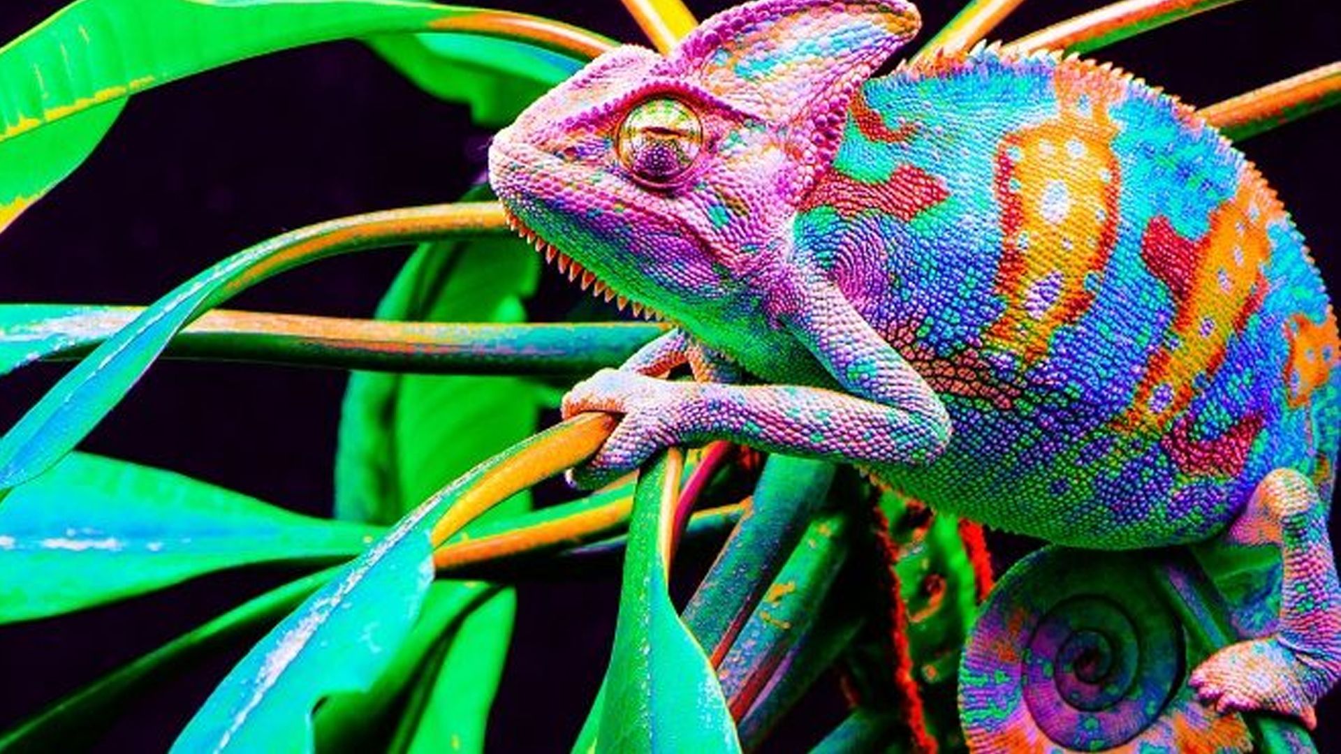 4K Chameleon Wallpapers