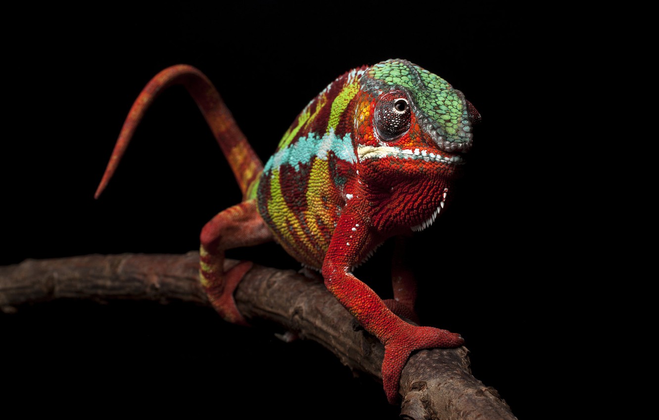 4K Chameleon Wallpapers