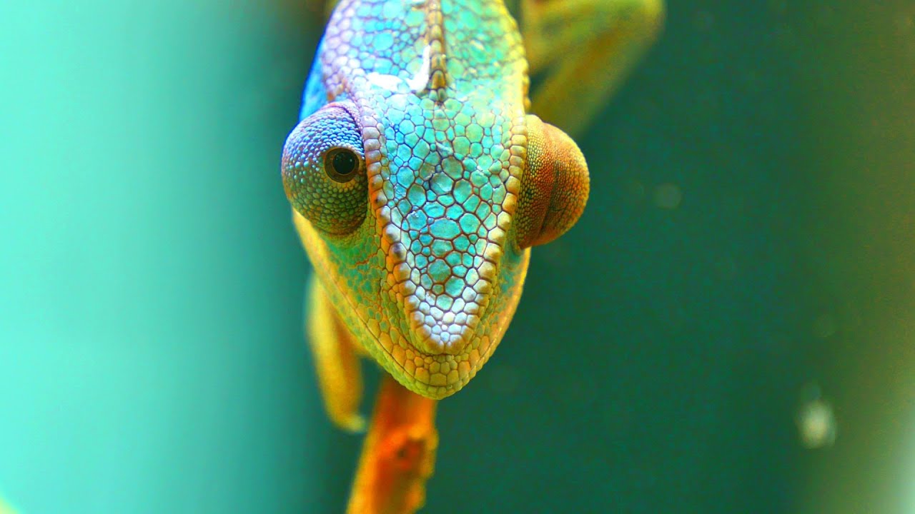 4K Chameleon Wallpapers