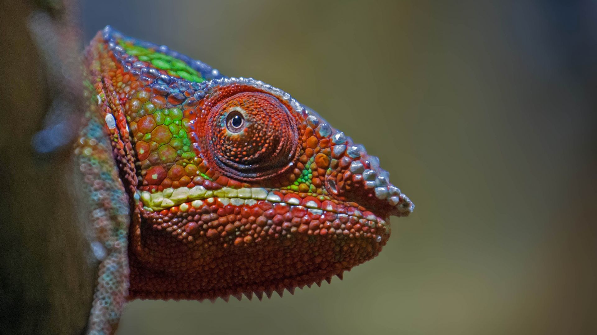 4K Chameleon Wallpapers