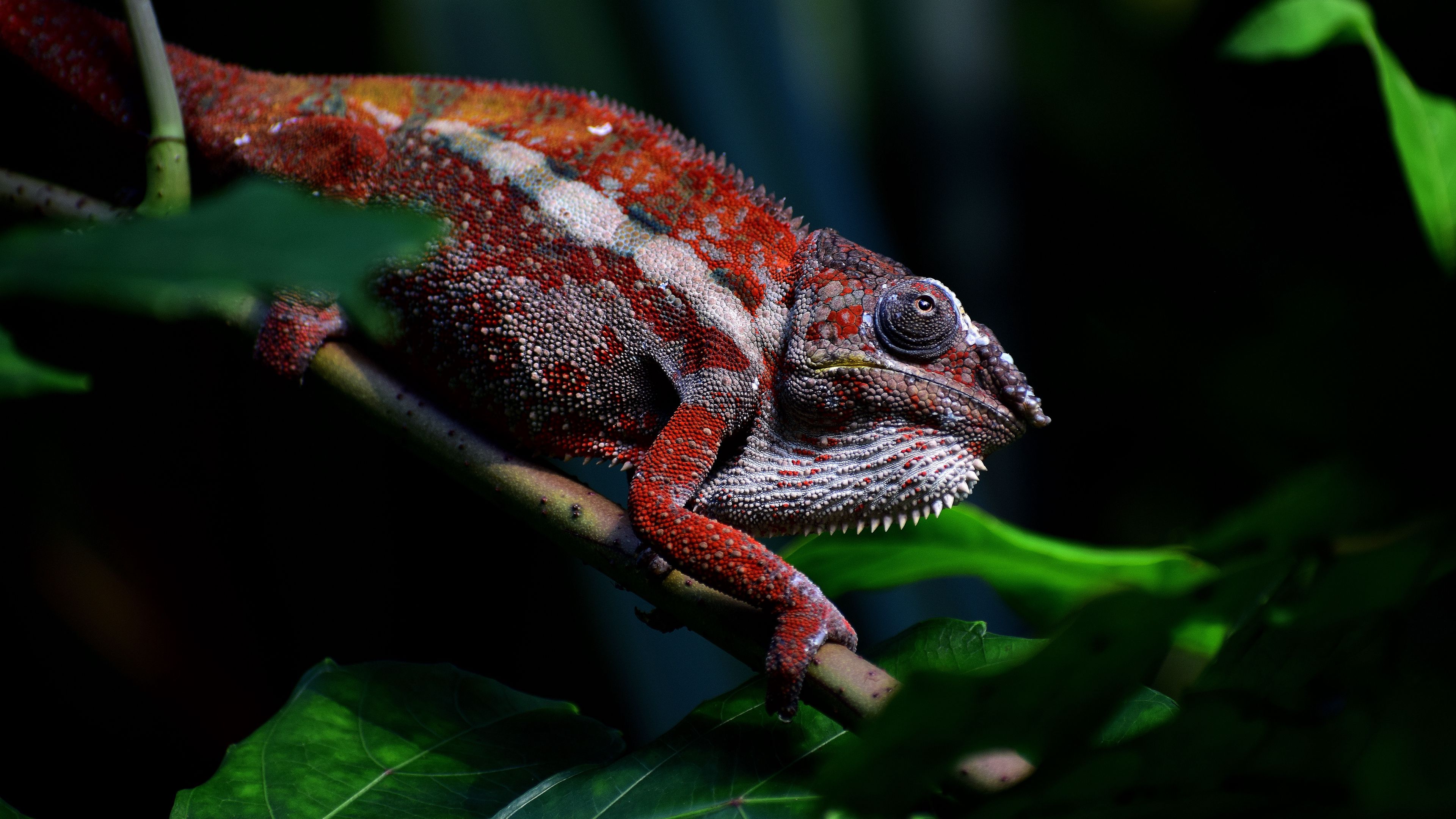 4K Chameleon Wallpapers