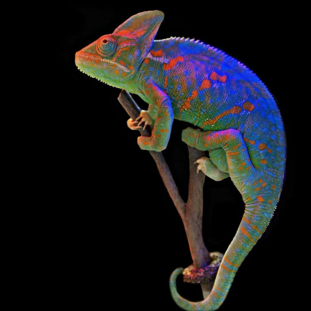 4K Chameleon Wallpapers