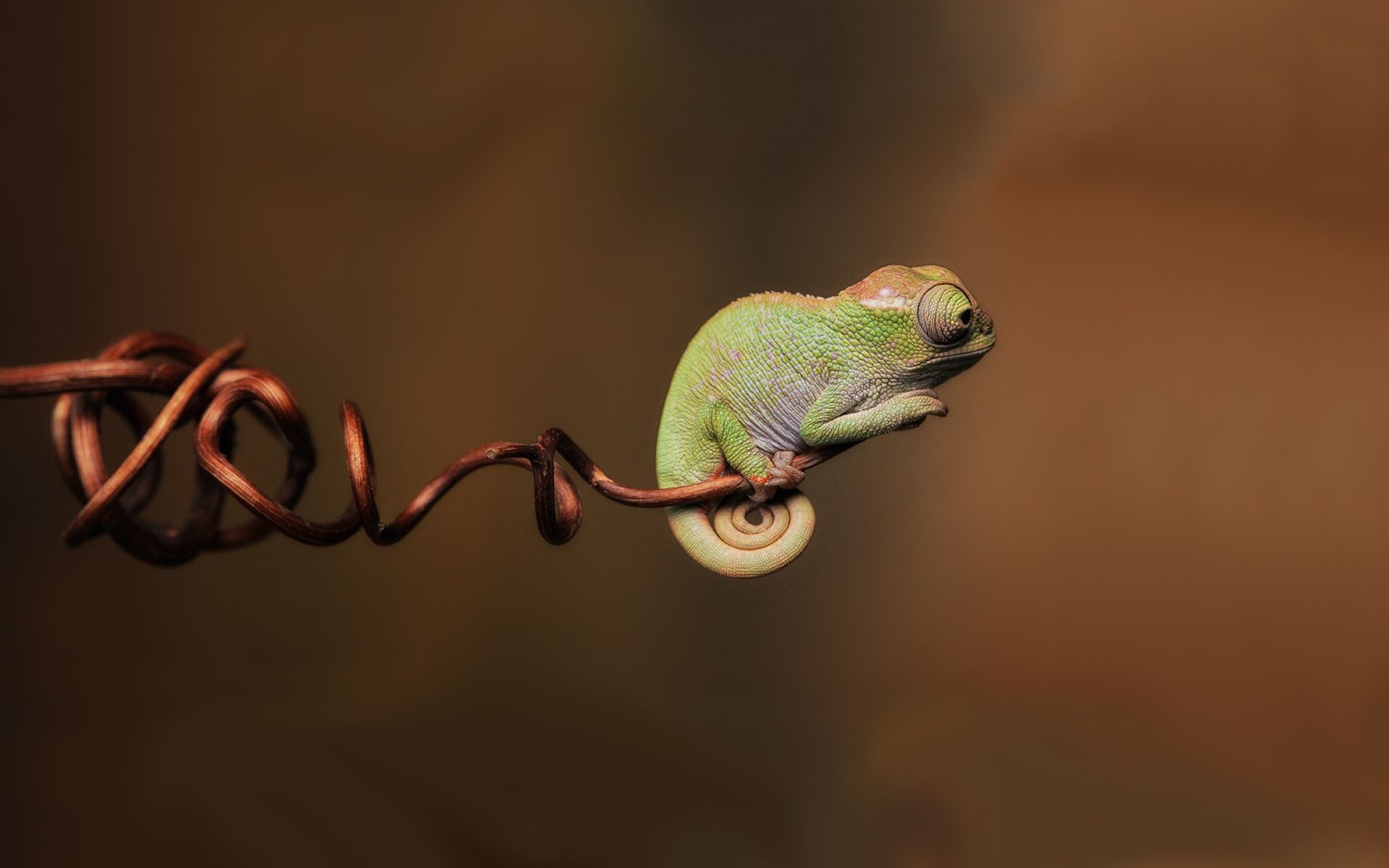 4K Chameleon Wallpapers