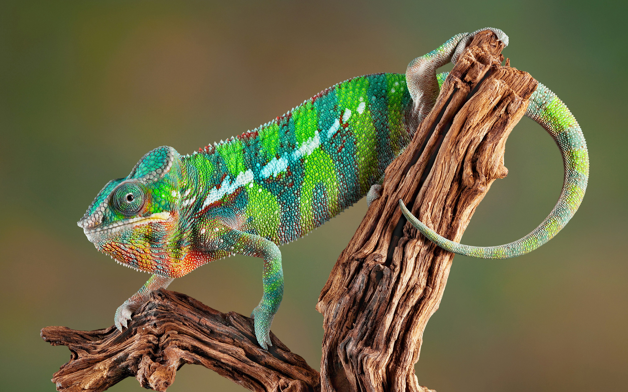 4K Chameleon Wallpapers