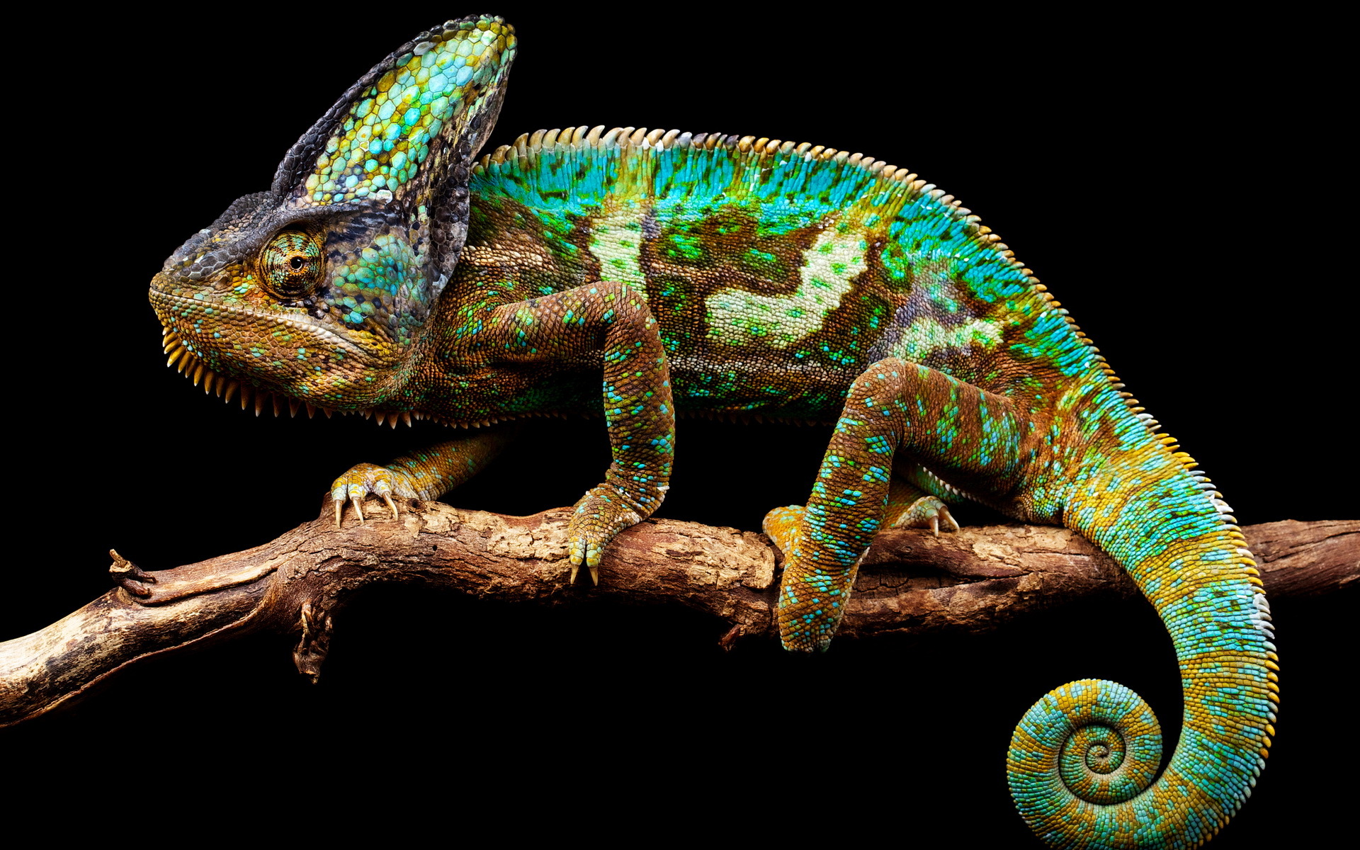 4K Chameleon Wallpapers