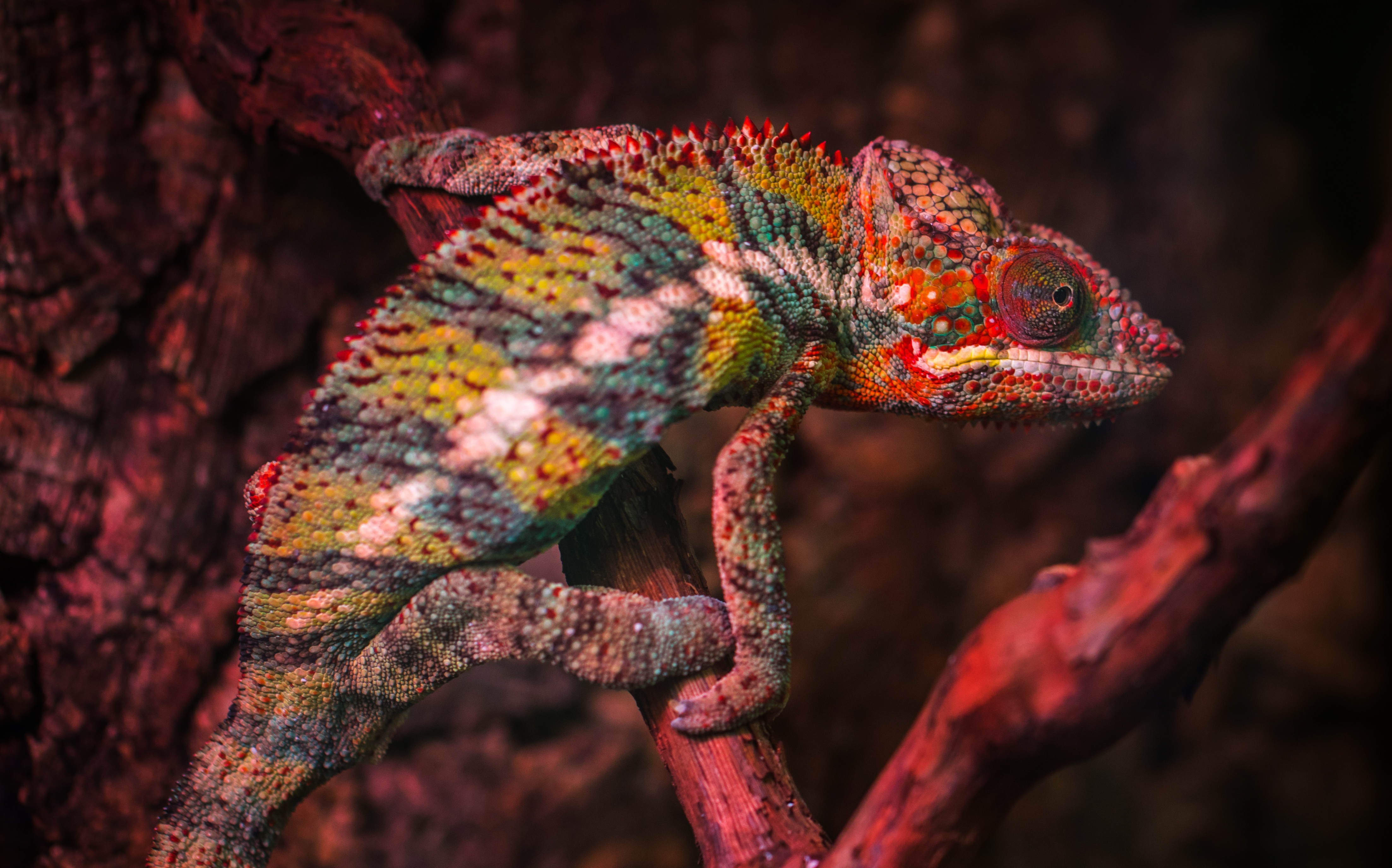 4K Chameleon Wallpapers