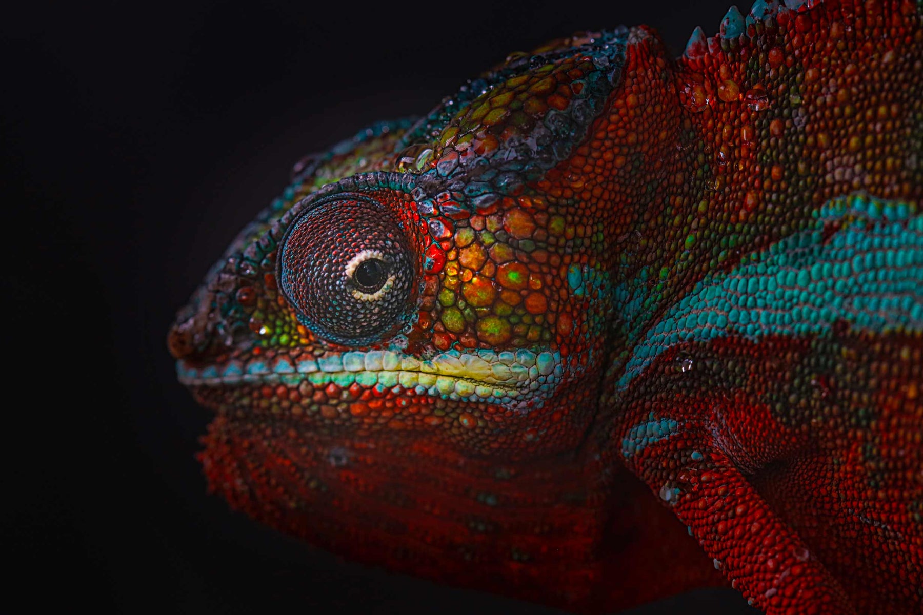 4K Chameleon Wallpapers