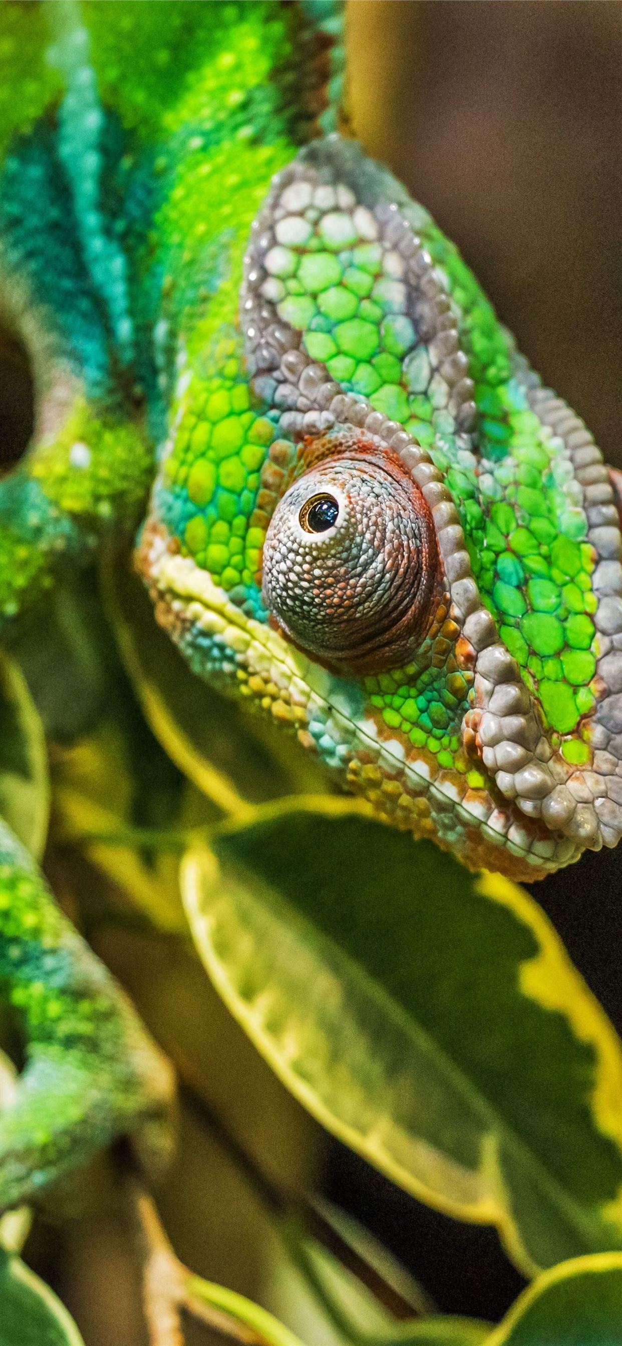 4K Chameleon Wallpapers