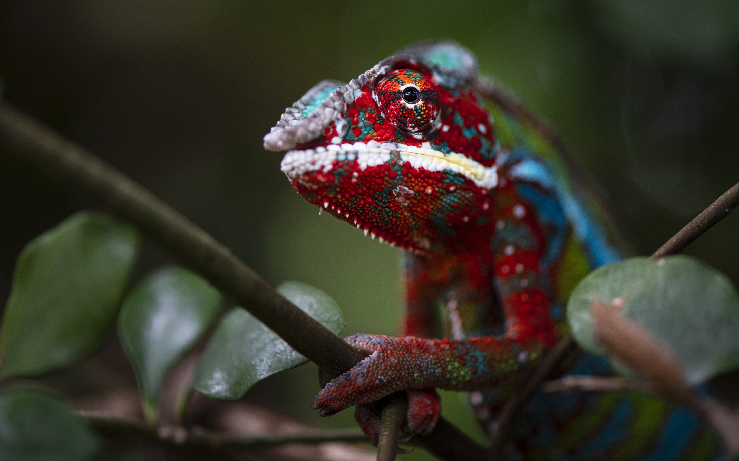 4K Chameleon Wallpapers